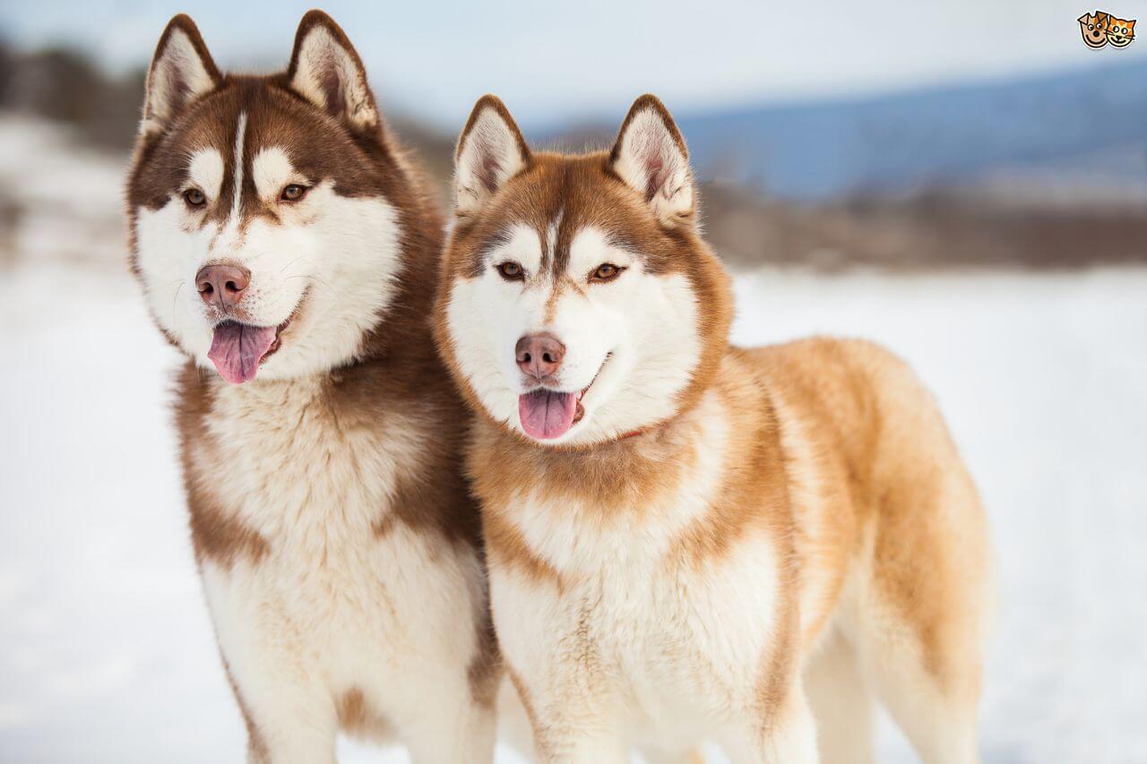 Siberian Husky Puppy | Copper & White Color for sale in Tapi