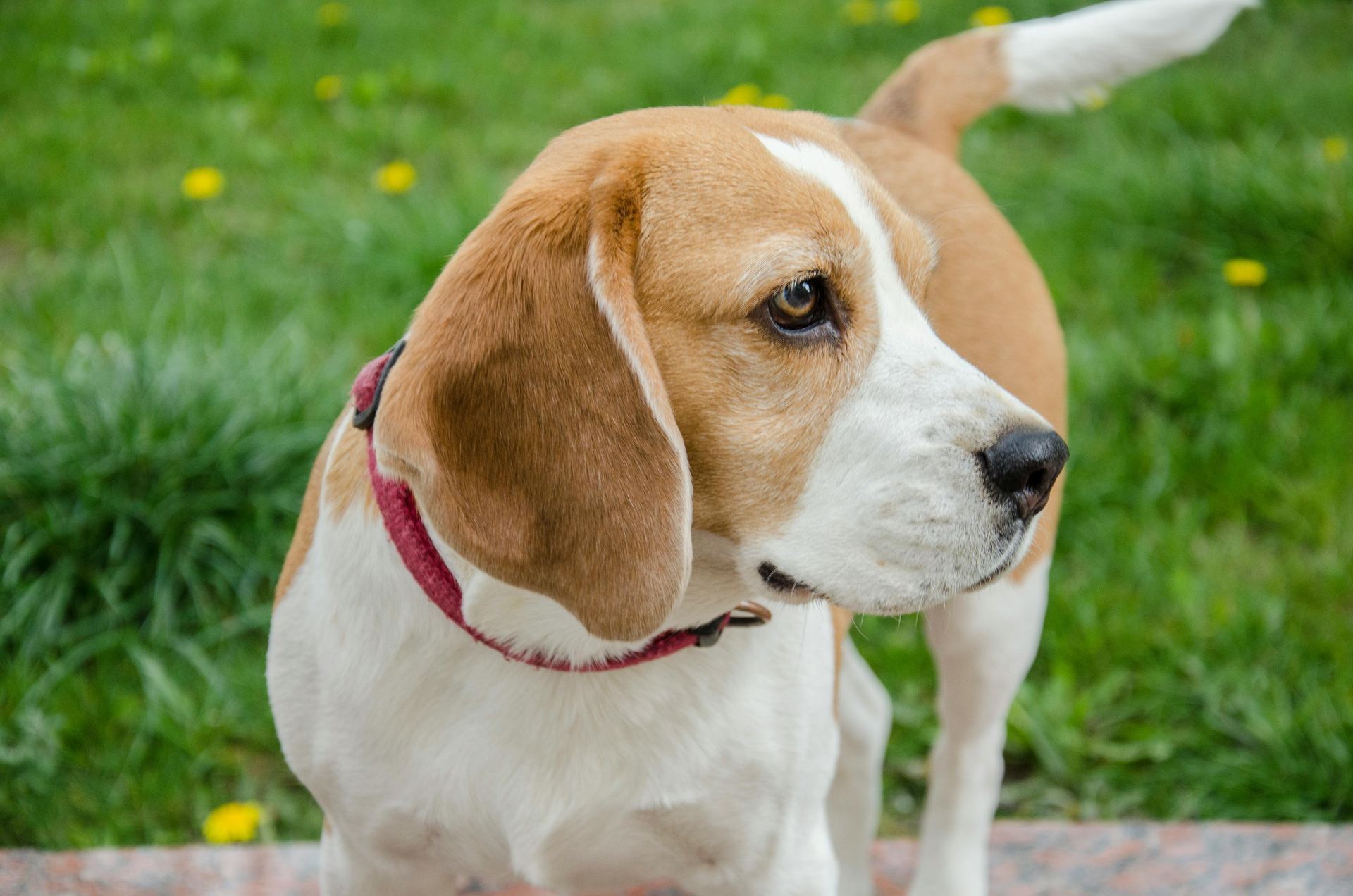 Beagle Black & Tan Puppy for sale in Botad