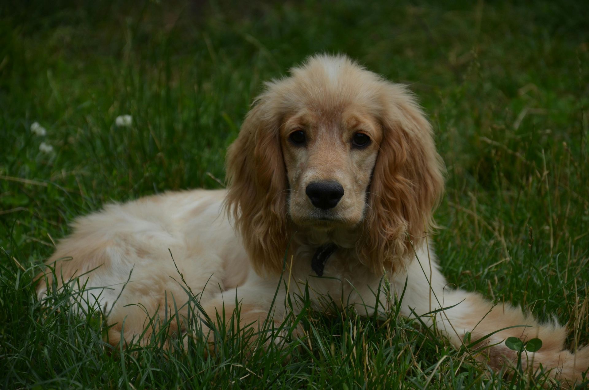 Cocker Spaniel Puppy | Brown Color for sale in Tapi