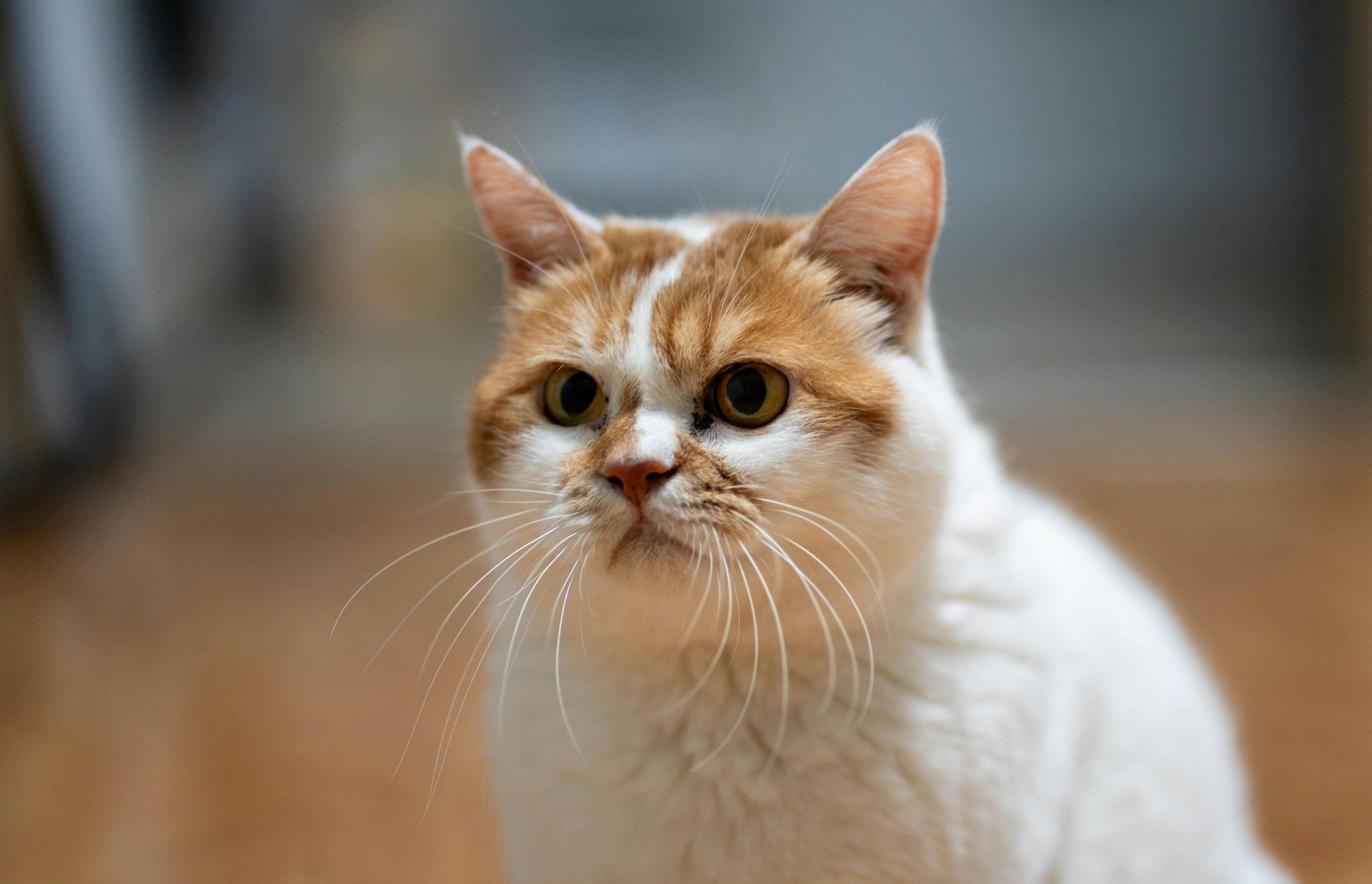 Exotic Short Hair Kittens cat in Dhar