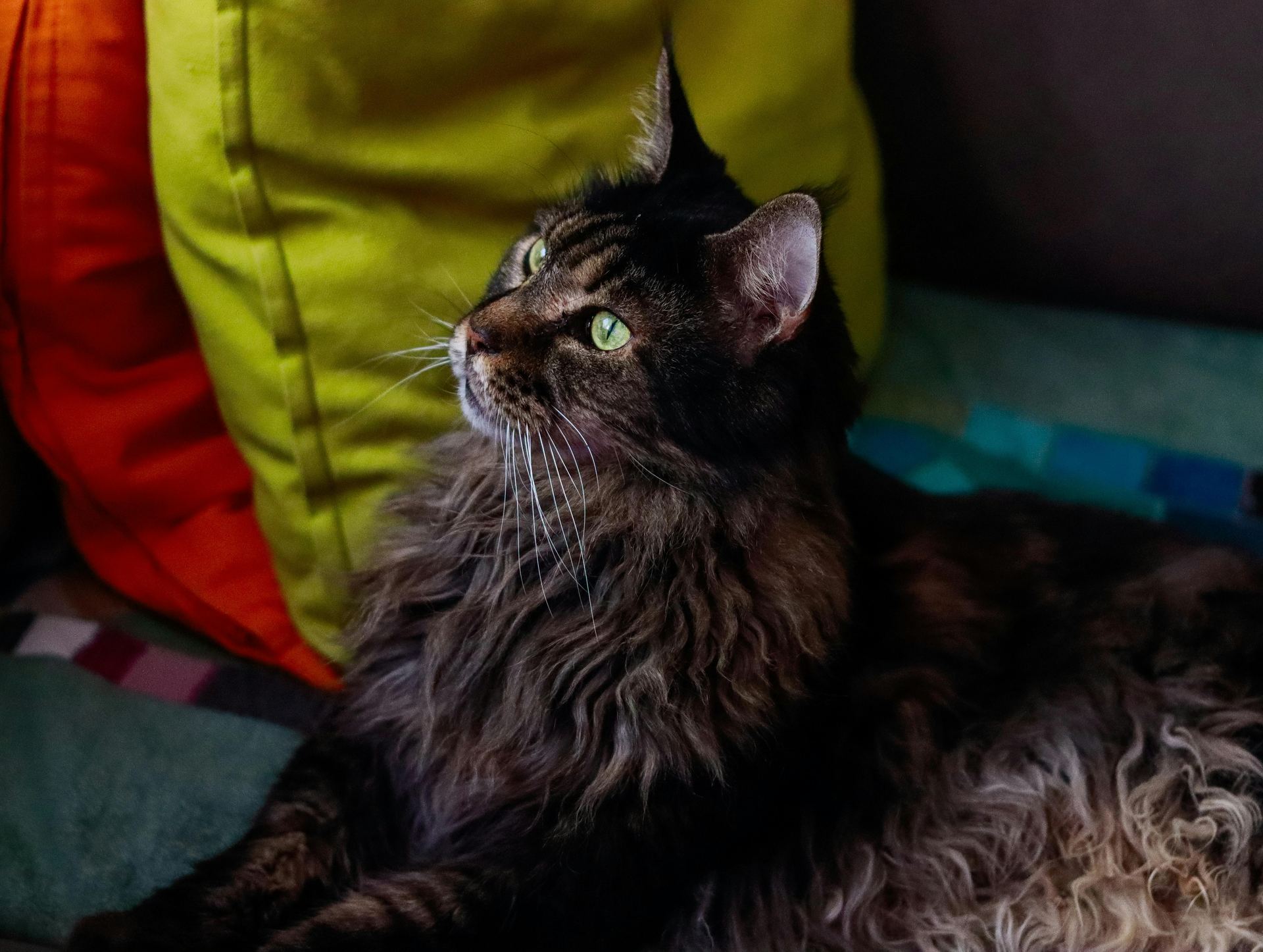Buy Maine Coon Kitten in Tapi