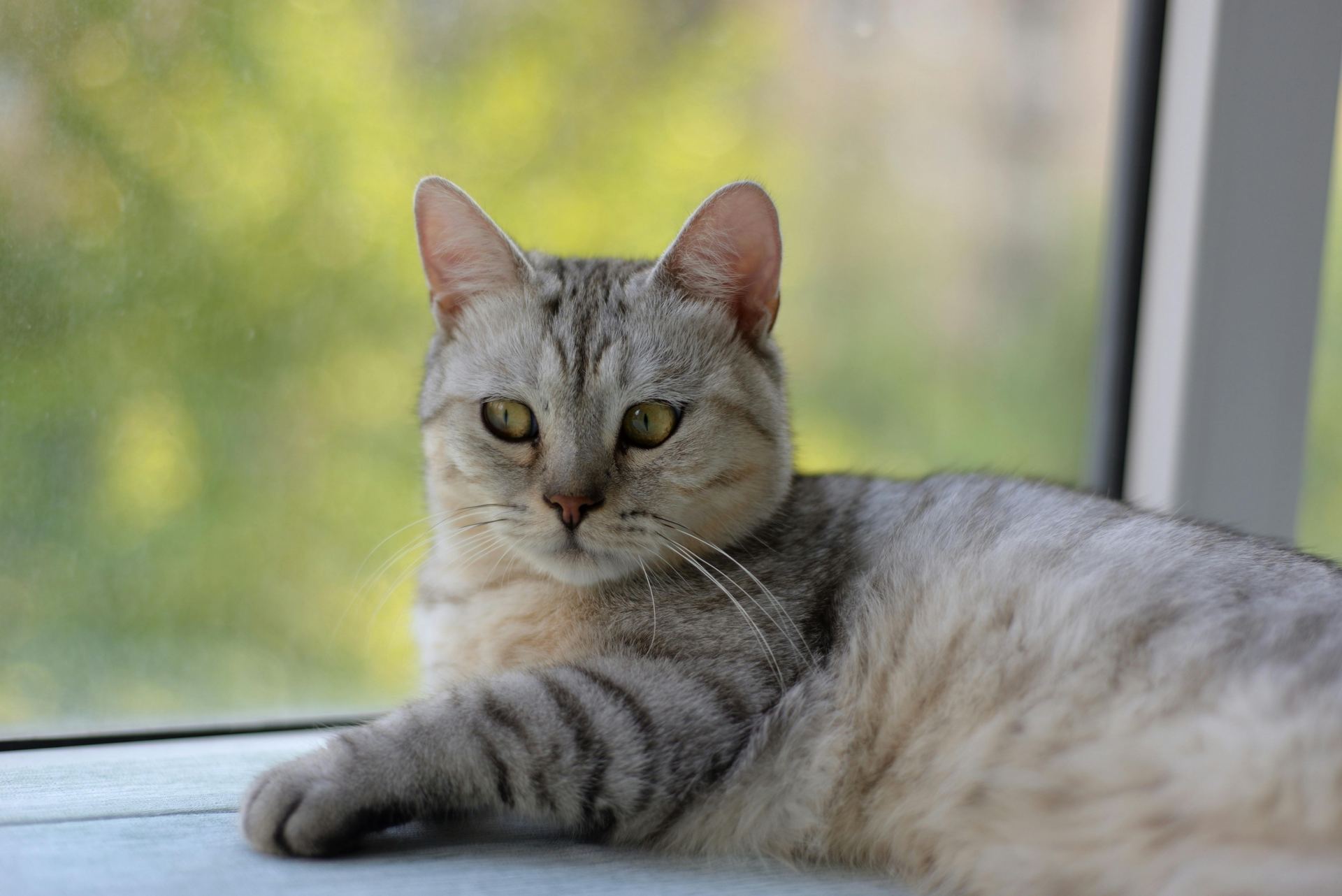 Buy American Short Hair  Kitten in Nanded