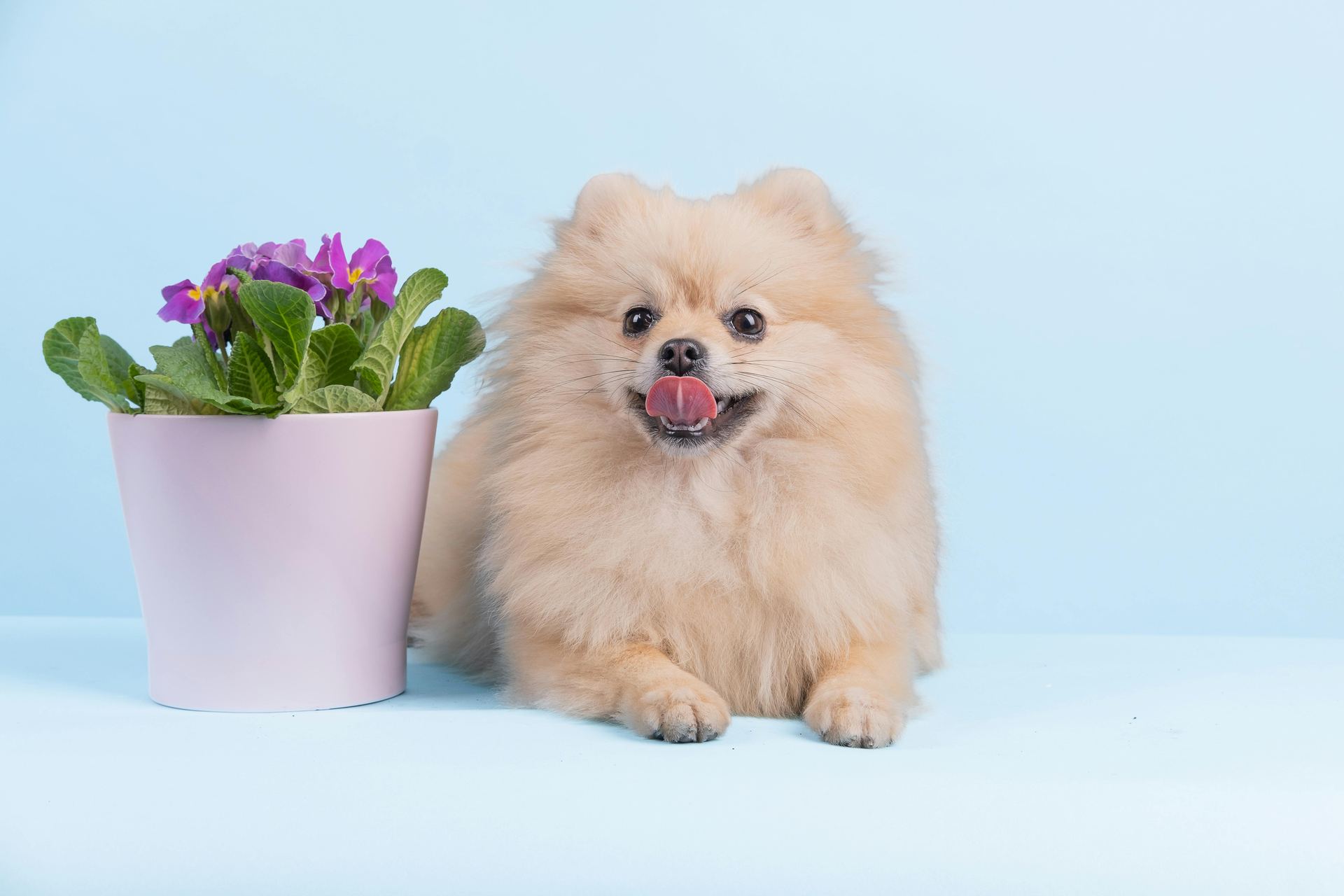 Culture Pom Puppy for sale in Dangs