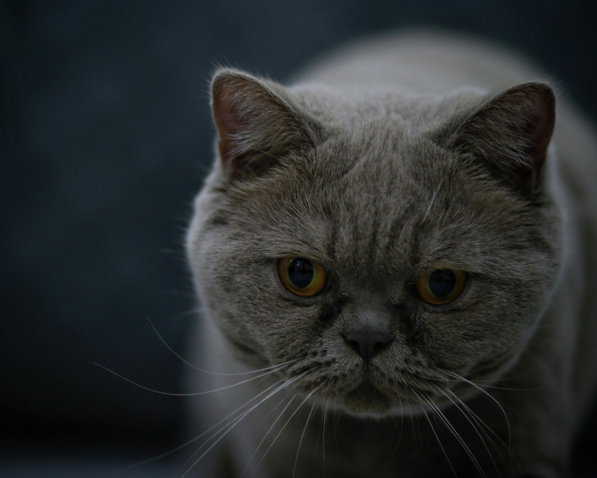 Buy British Short Hair Kittens in Dhar