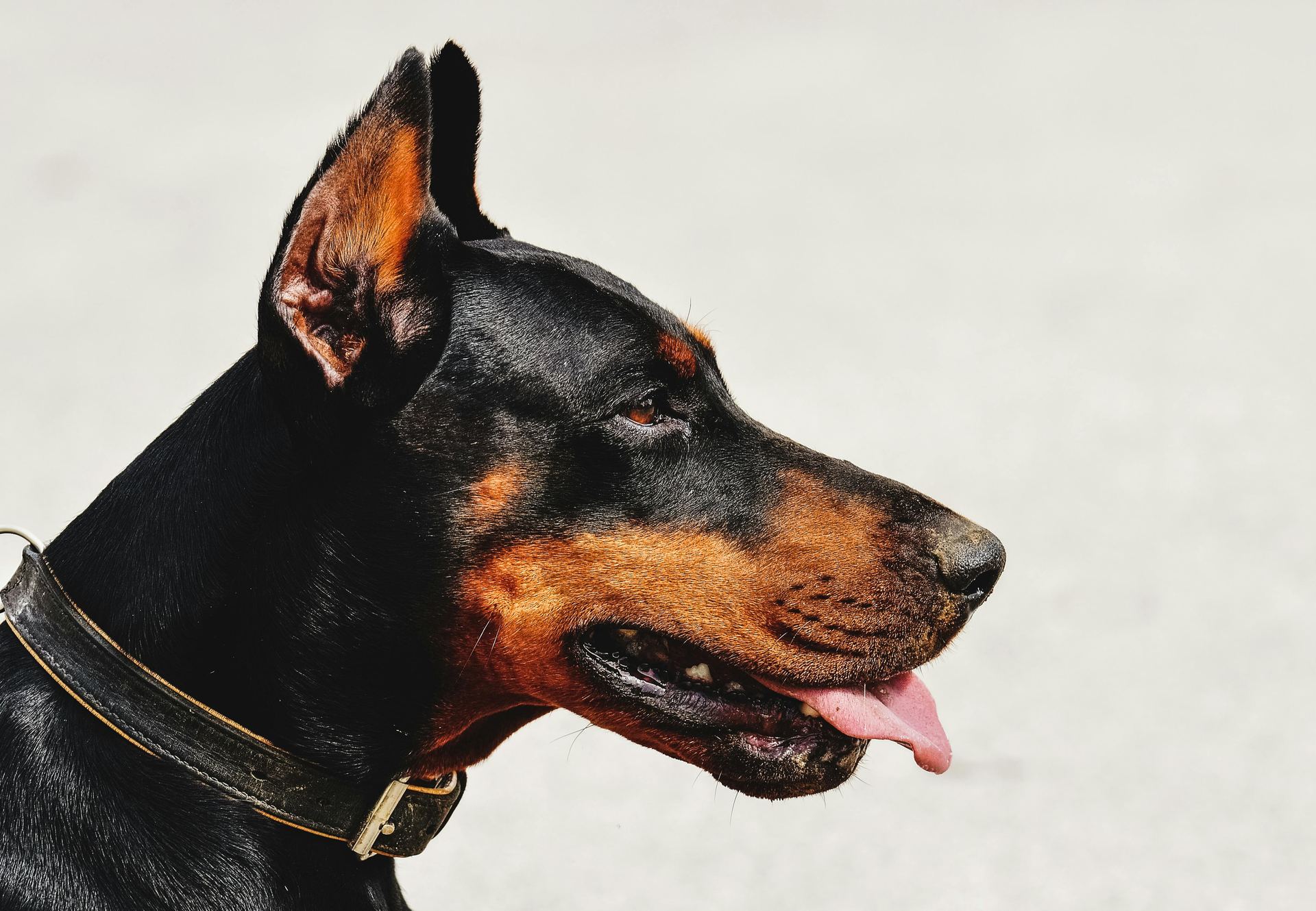 Doberman Pinscher Puppy puppy in Dangs
