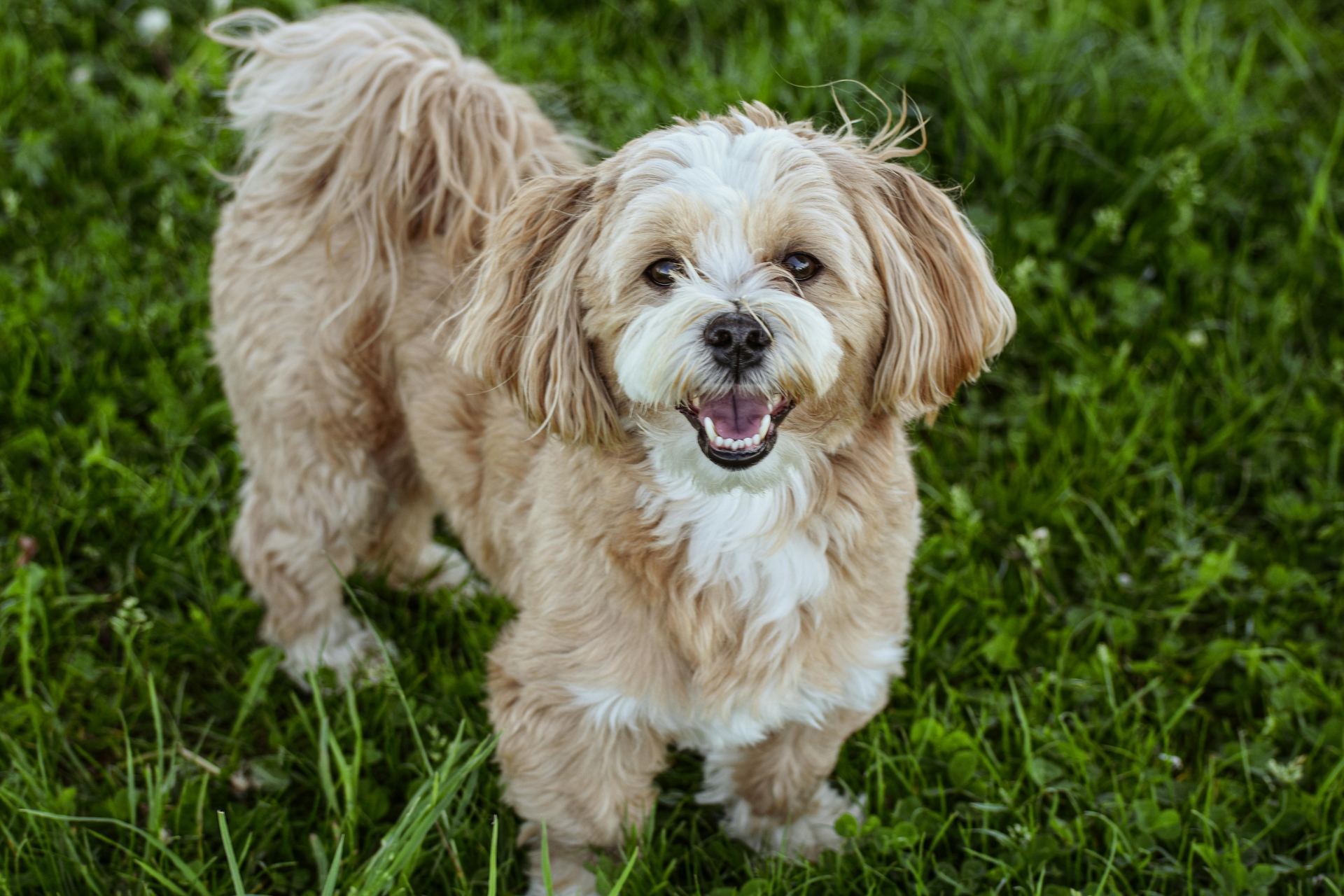 Lhasa Apso Puppies dog in Tapi