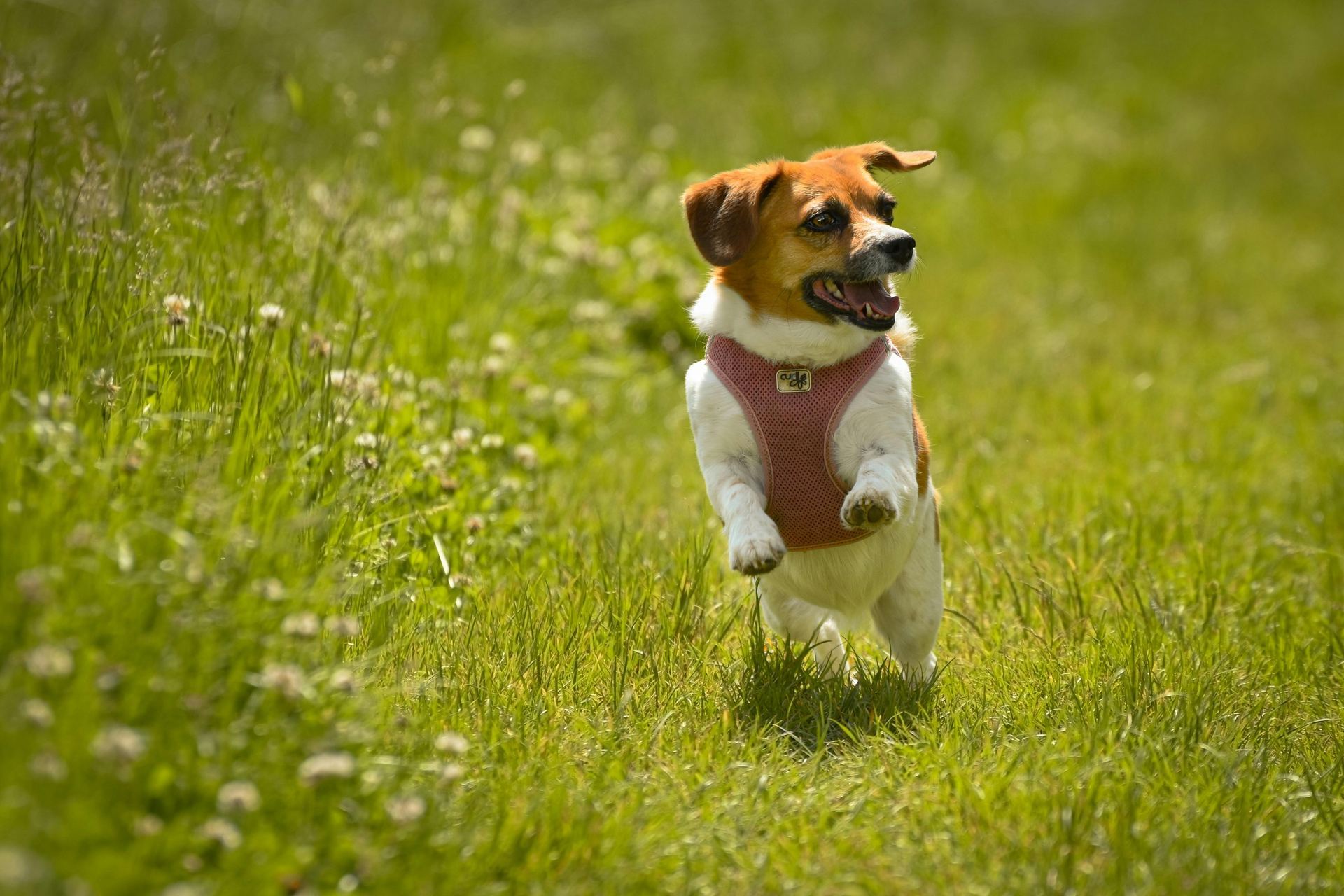 Jack Russell Terrier Puppy puppy in Tapi