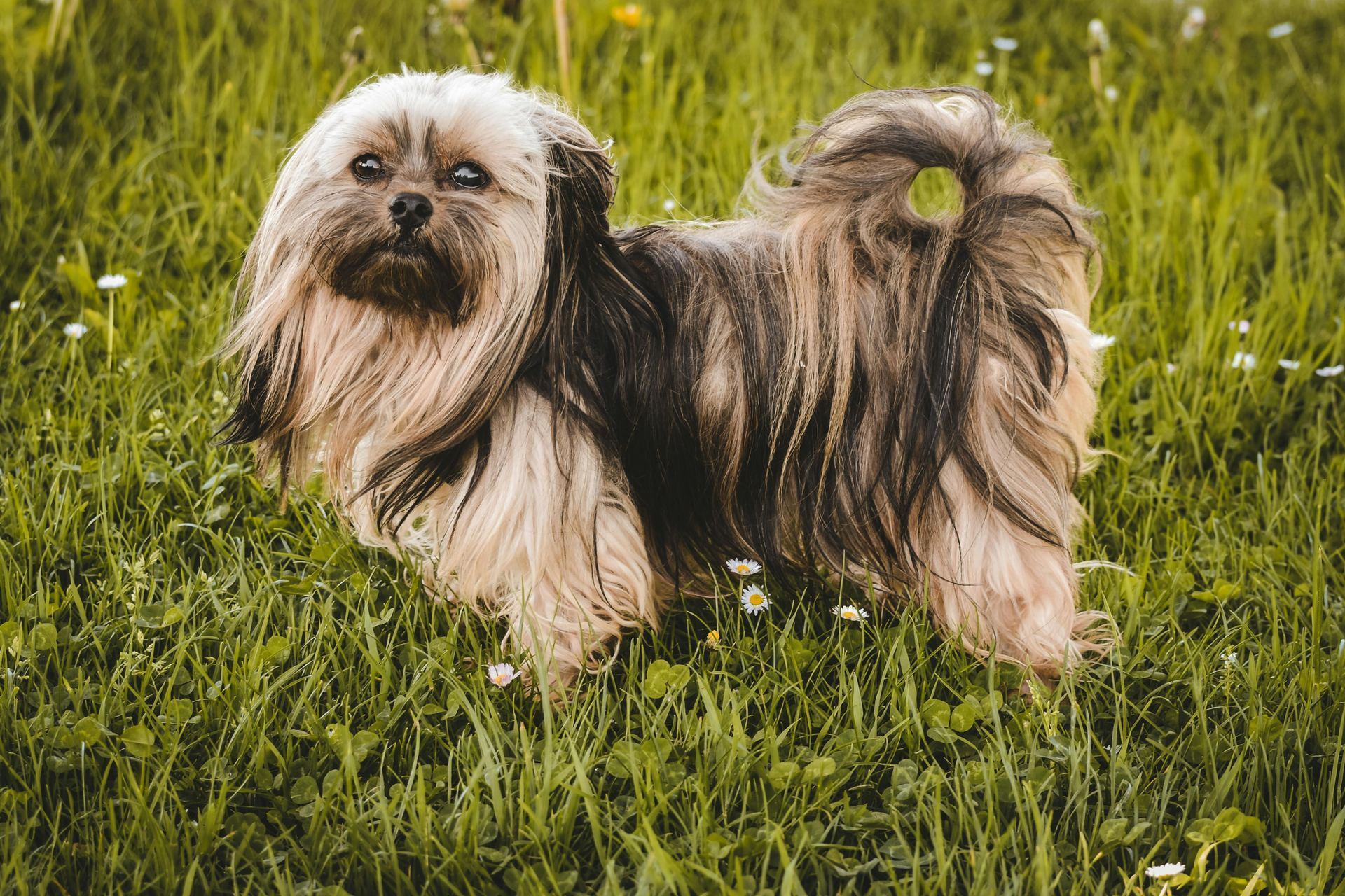 Lhasa Apso Puppies puppy in Tapi