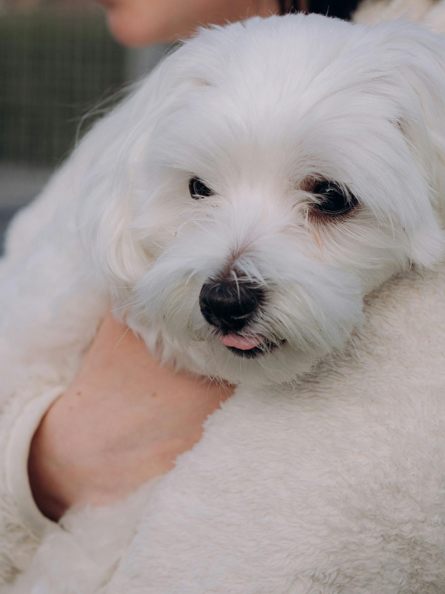 Maltese Puppy | White puppy in Botad