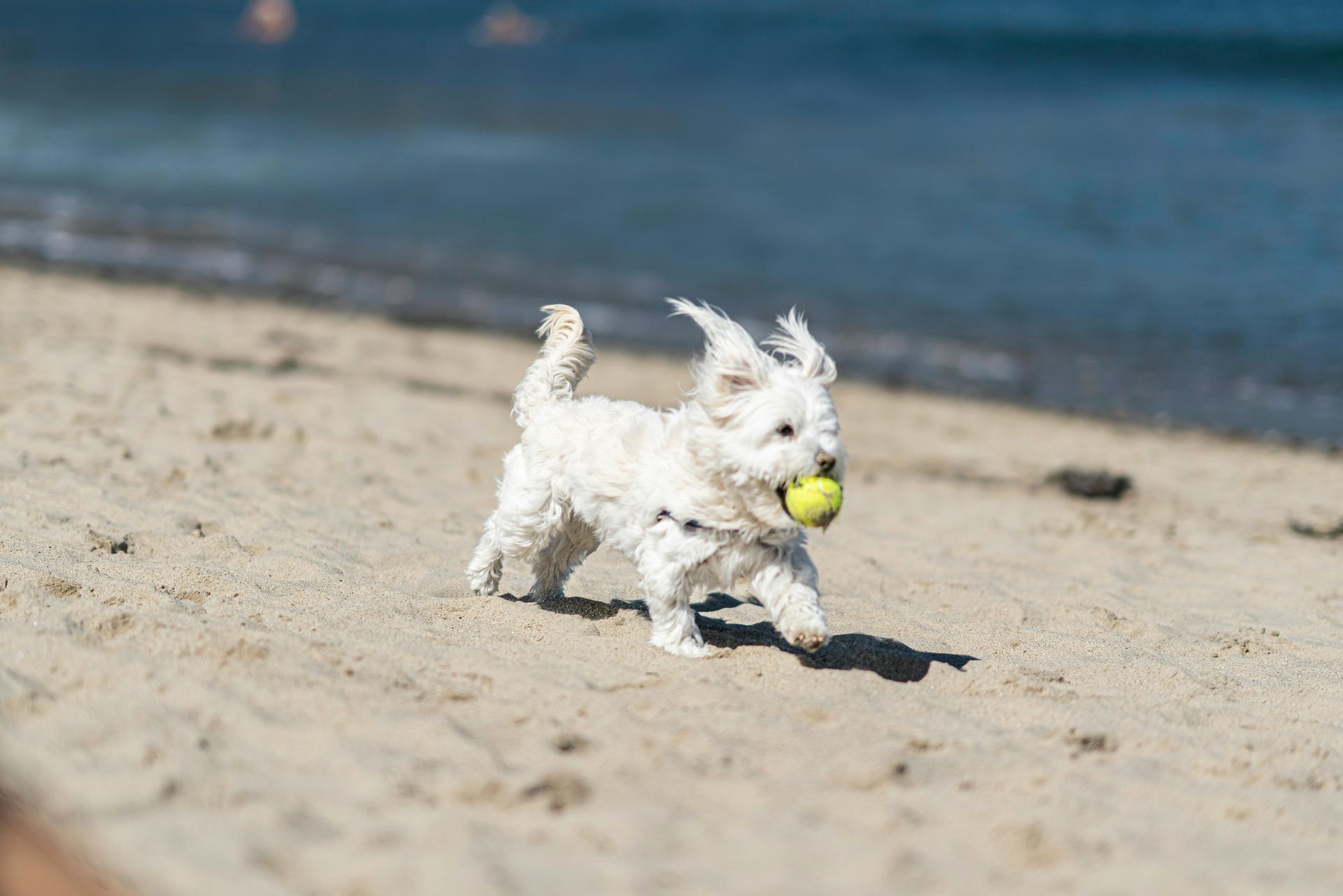 Maltese Puppy | White available in Botad
