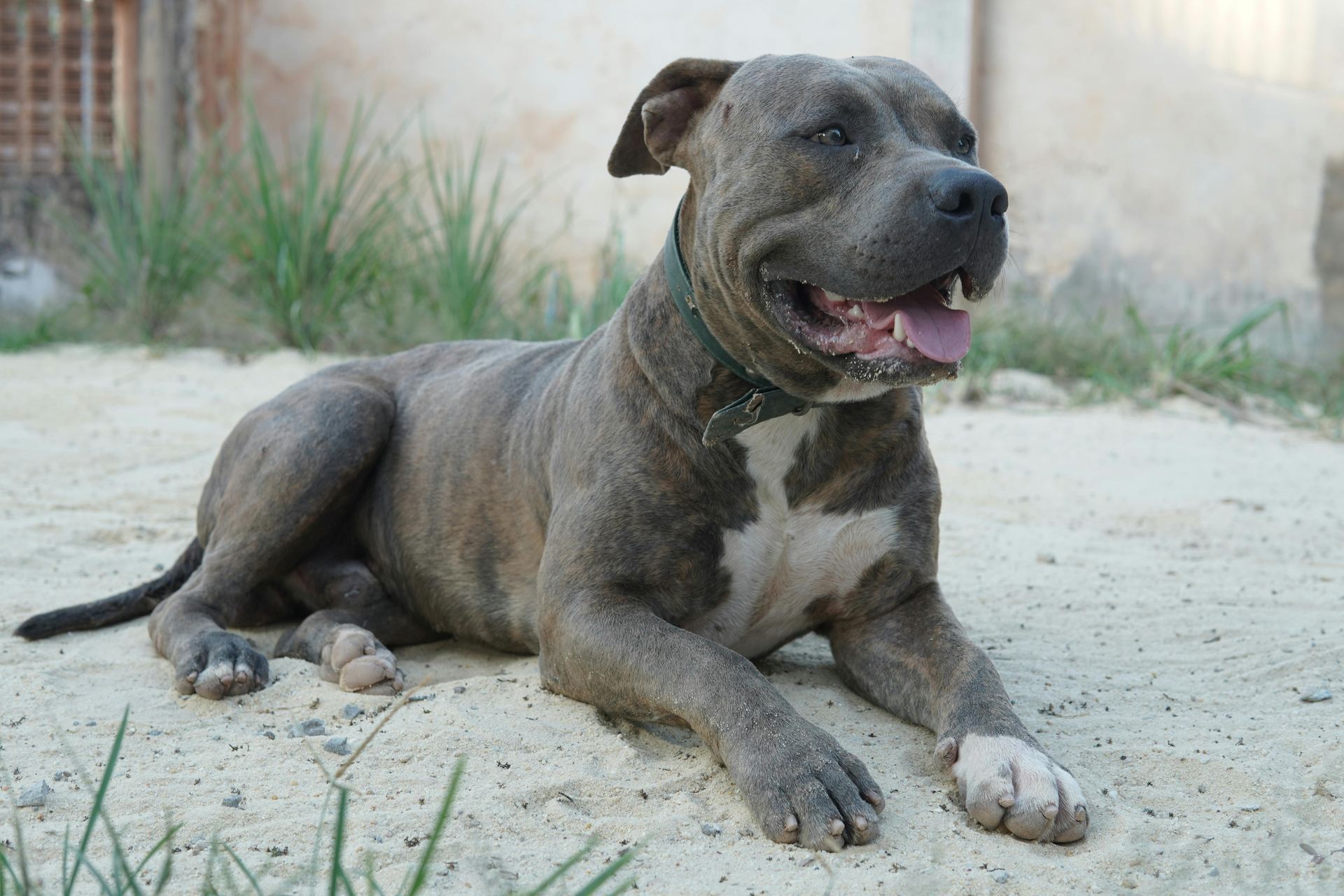 Cane Corso Puppy available in Datia