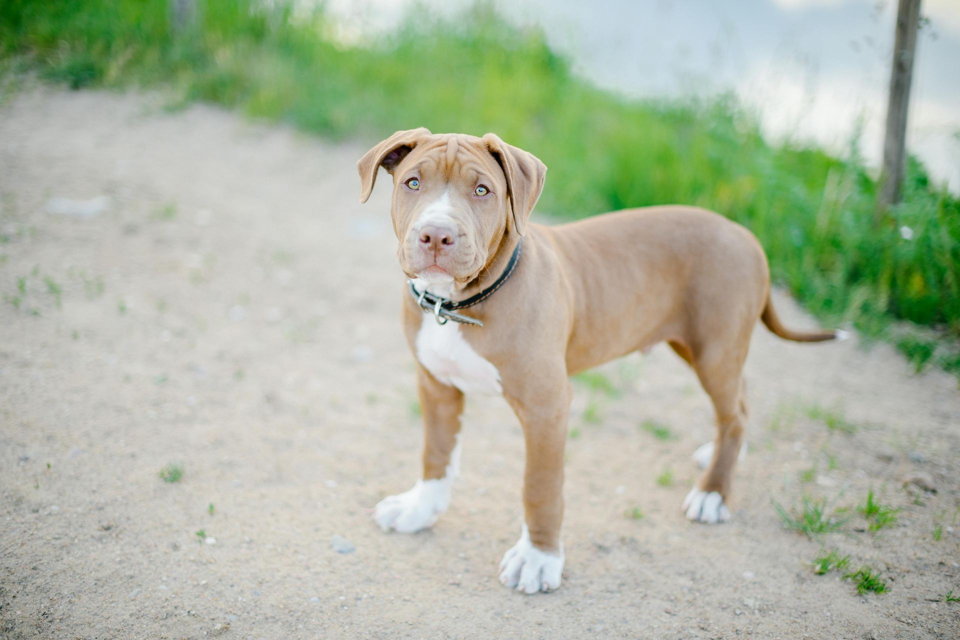 Pitbull Terrier Puppy available in Tapi