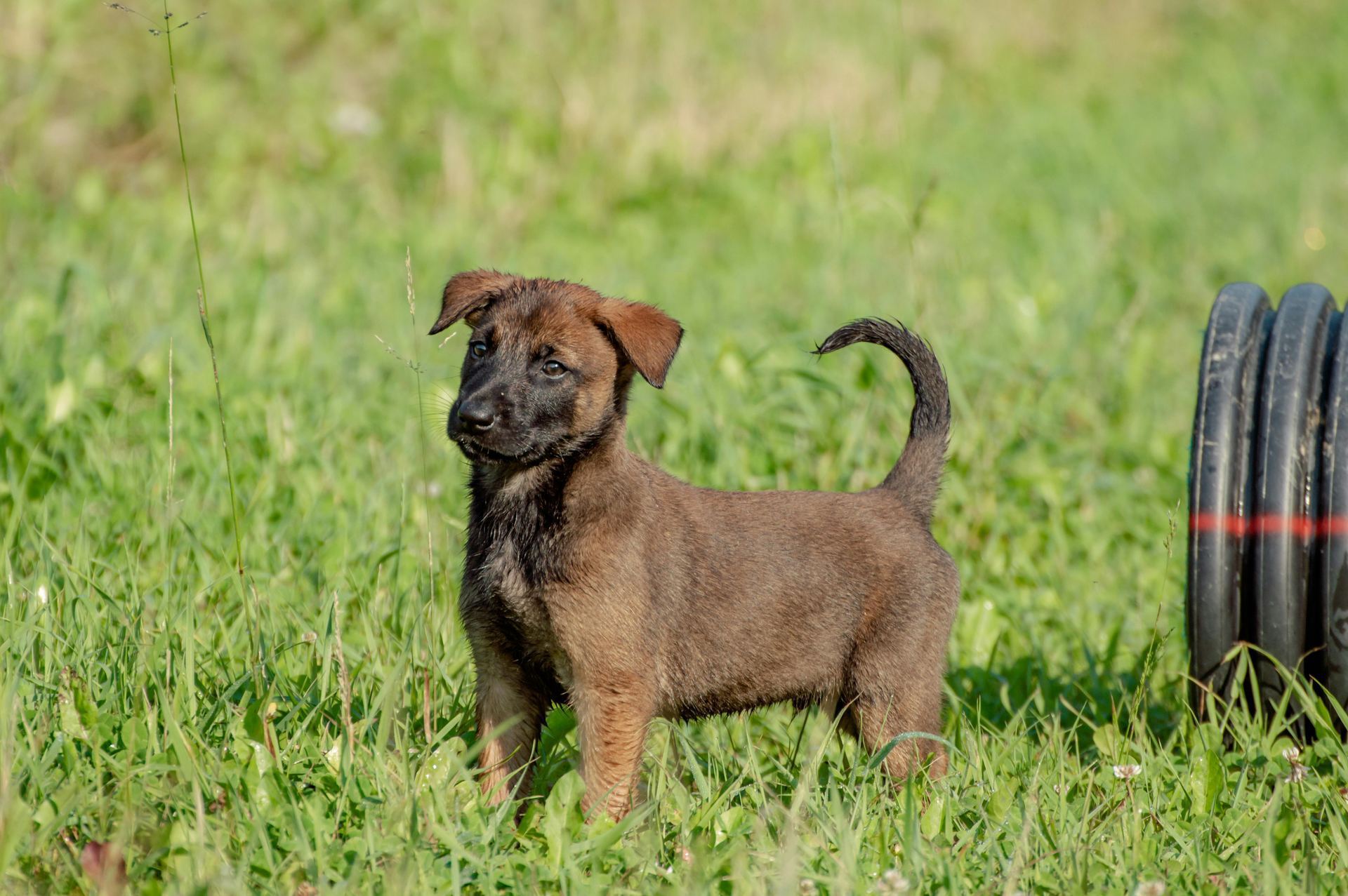 Belgian Malinois Puppy available in Tapi