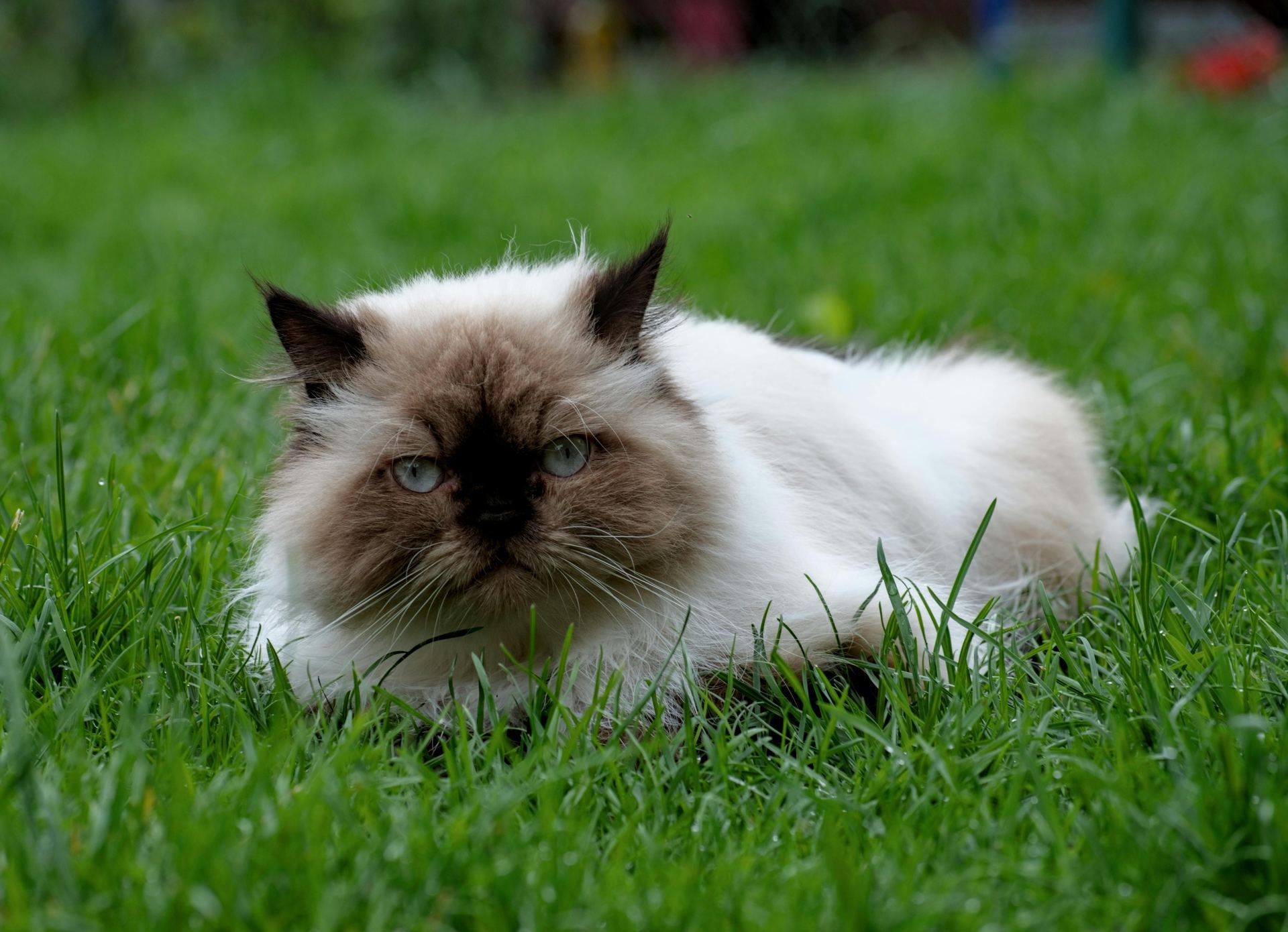 Himalayan Kittens kitten available in Nanded