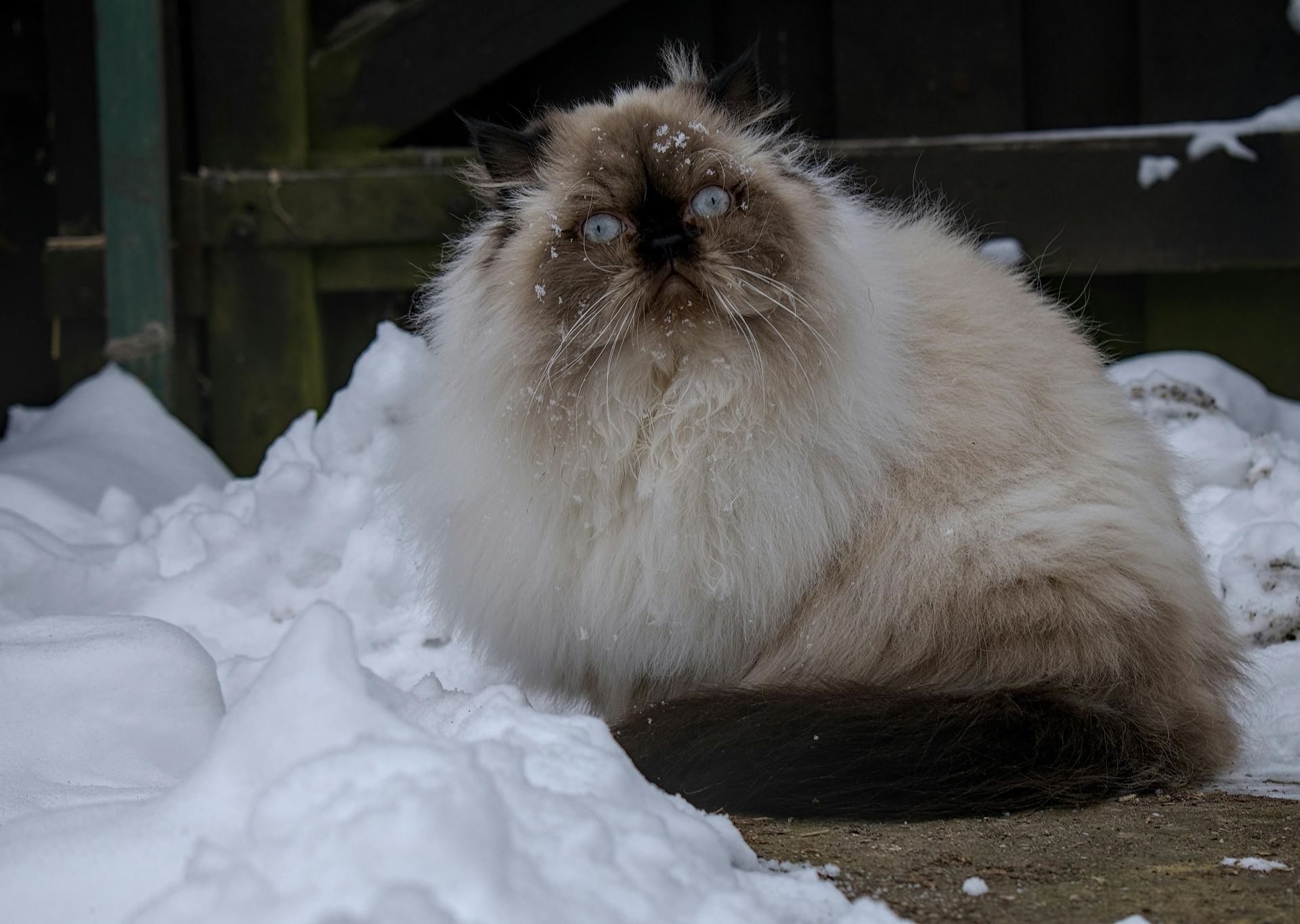 Buy Himalayan Kittens in Nanded