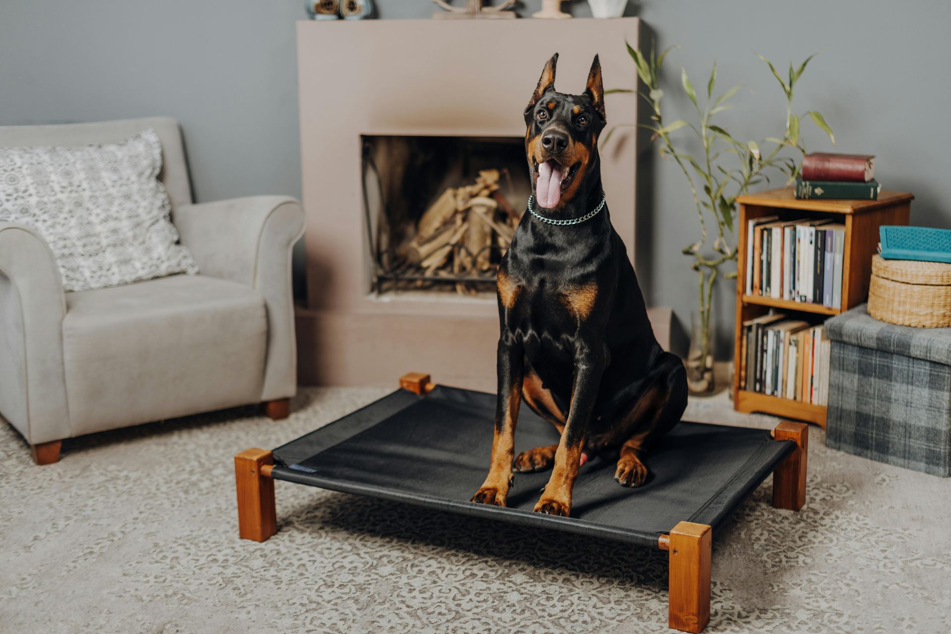 European Doberman Puppy for sale in Tapi