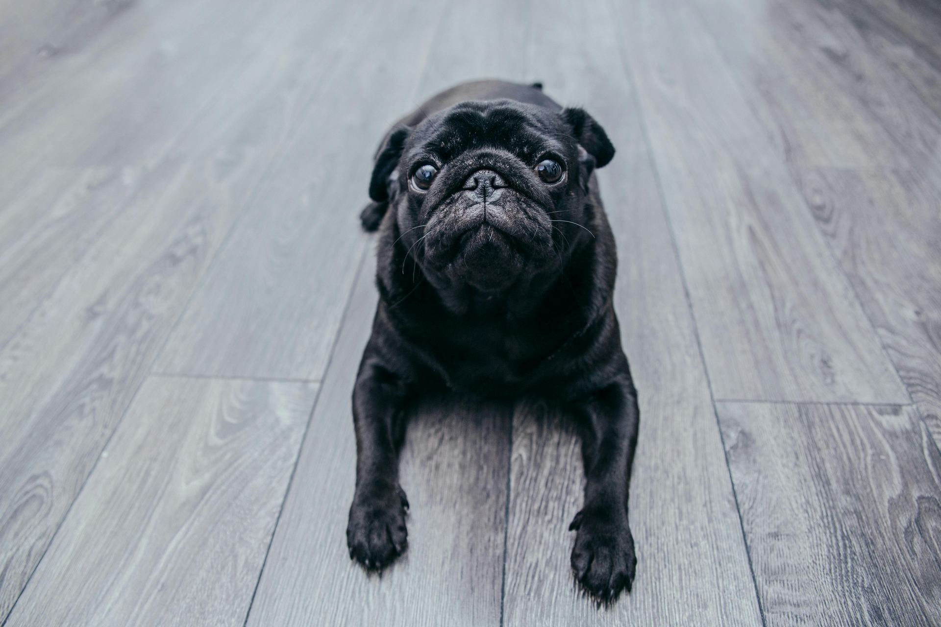 Pug Puppy | Black Color available in Botad