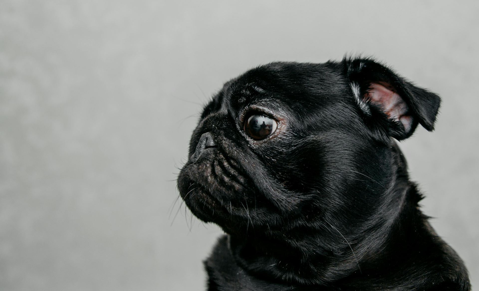 Pug Puppy | Black Color puppy in Botad