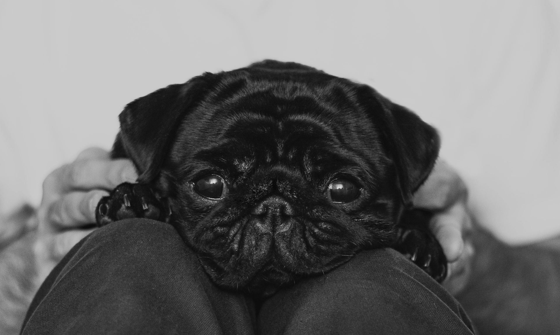 Pug Puppy | Black Color for sale in Botad