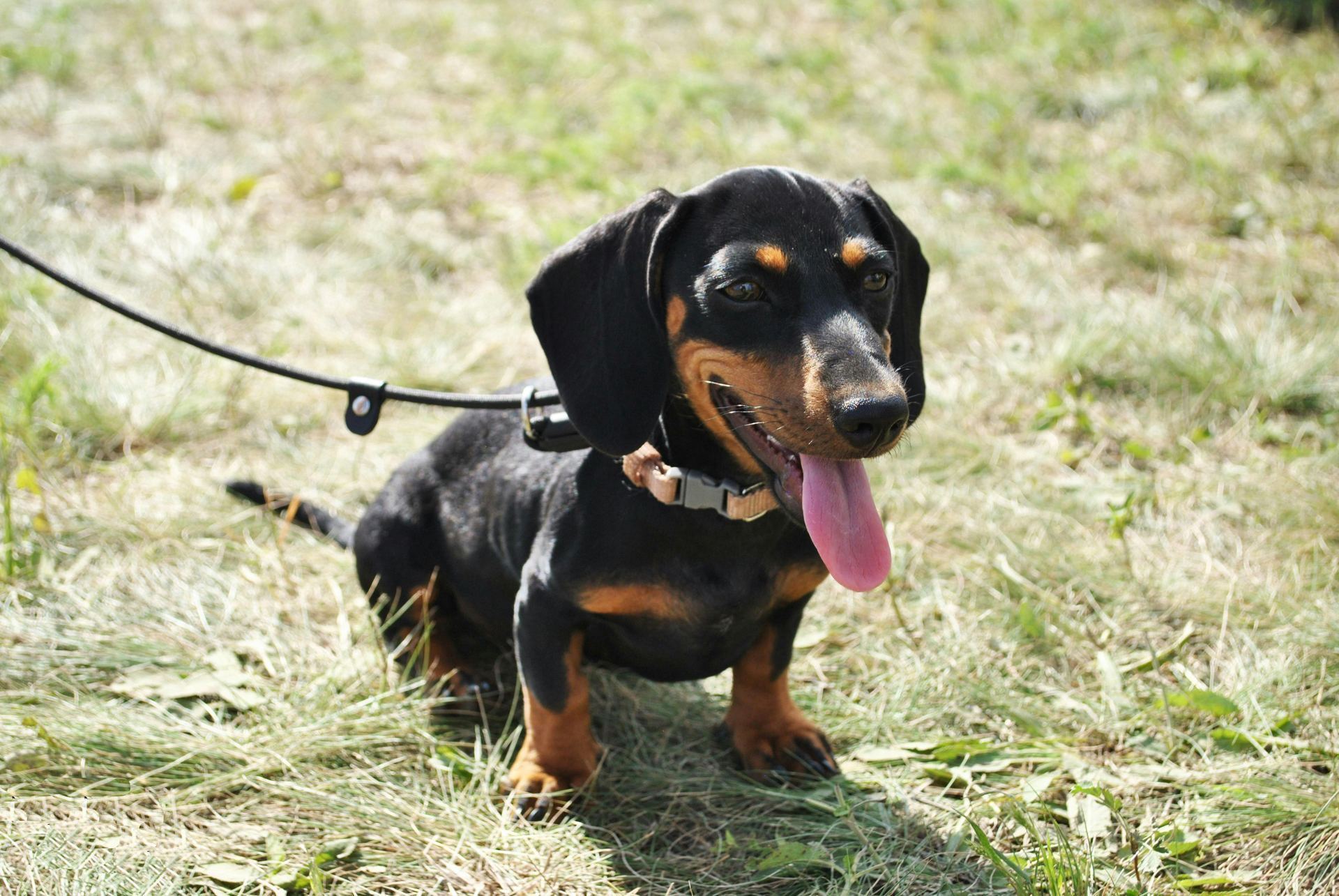 Dachshund Puppy for sale in Tapi