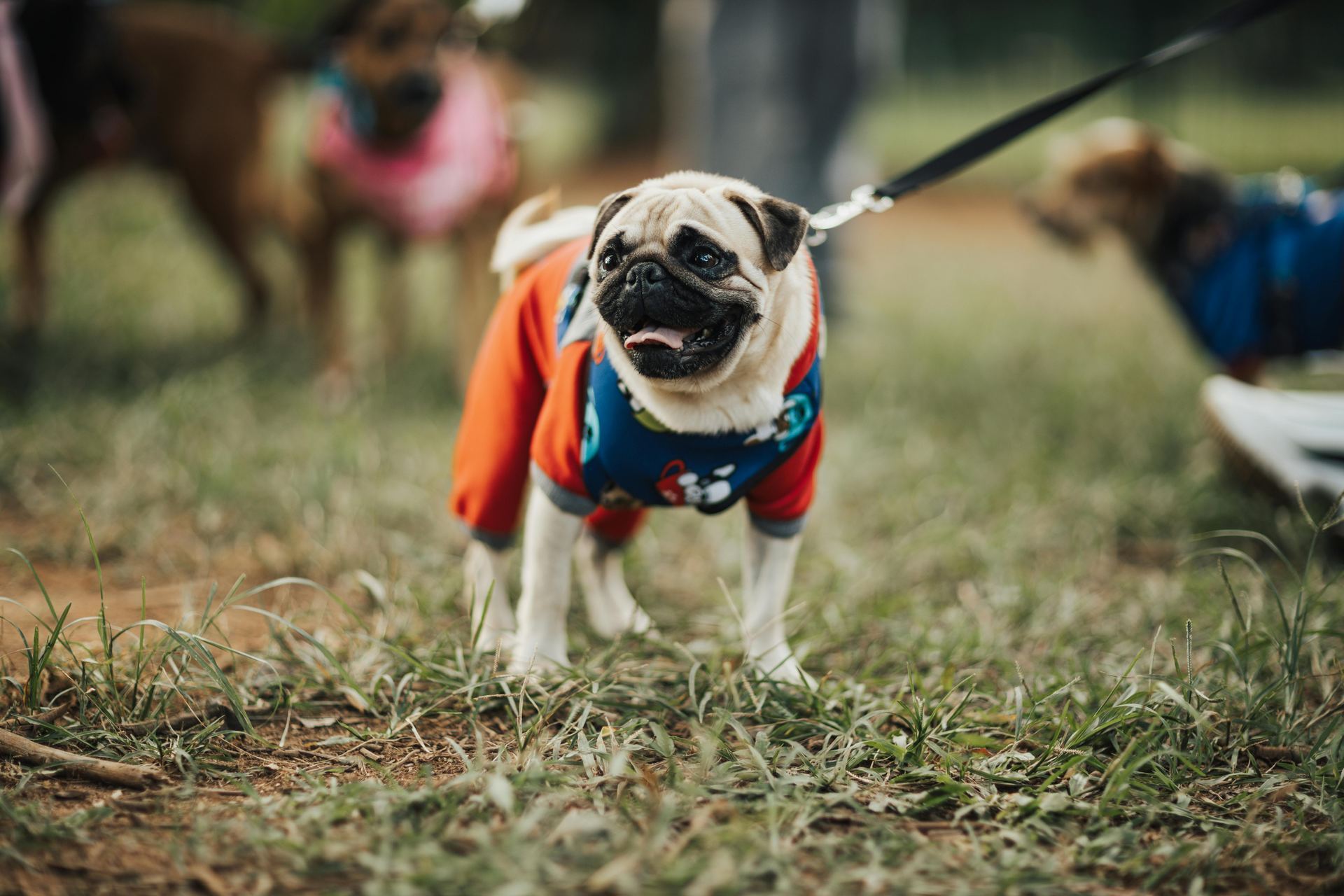 Pug Puppy | Apricot Color for sale in Dangs