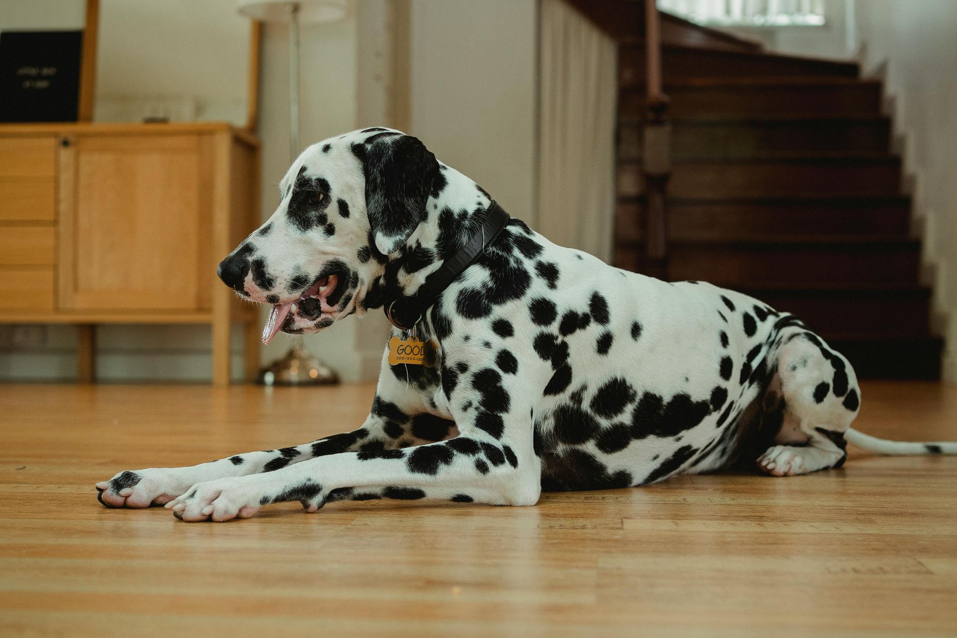Dalmatian Puppy | Black Dots for sale in Dangs