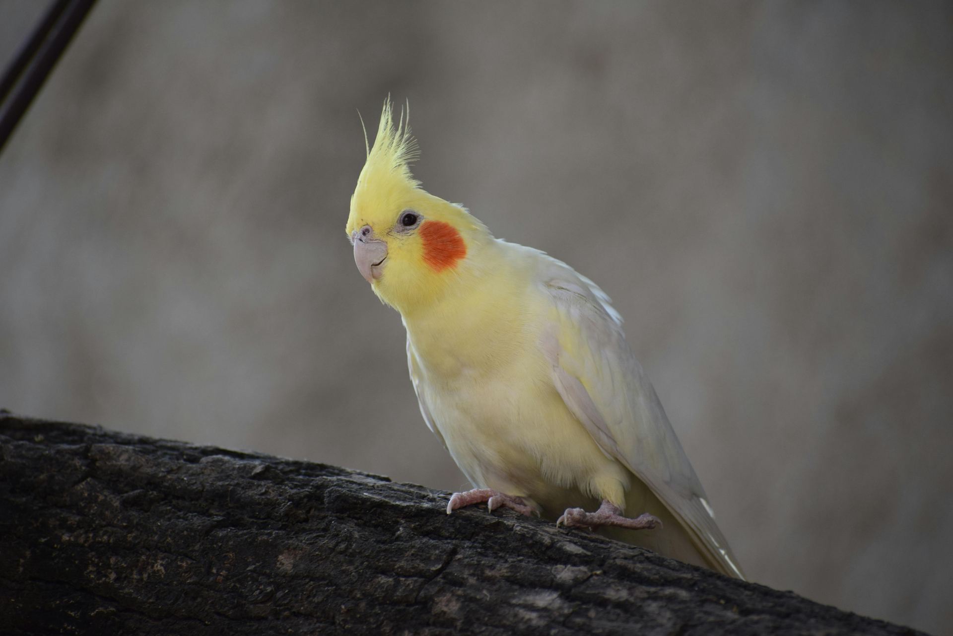 Cockatiel | Lutino available in Junagadh