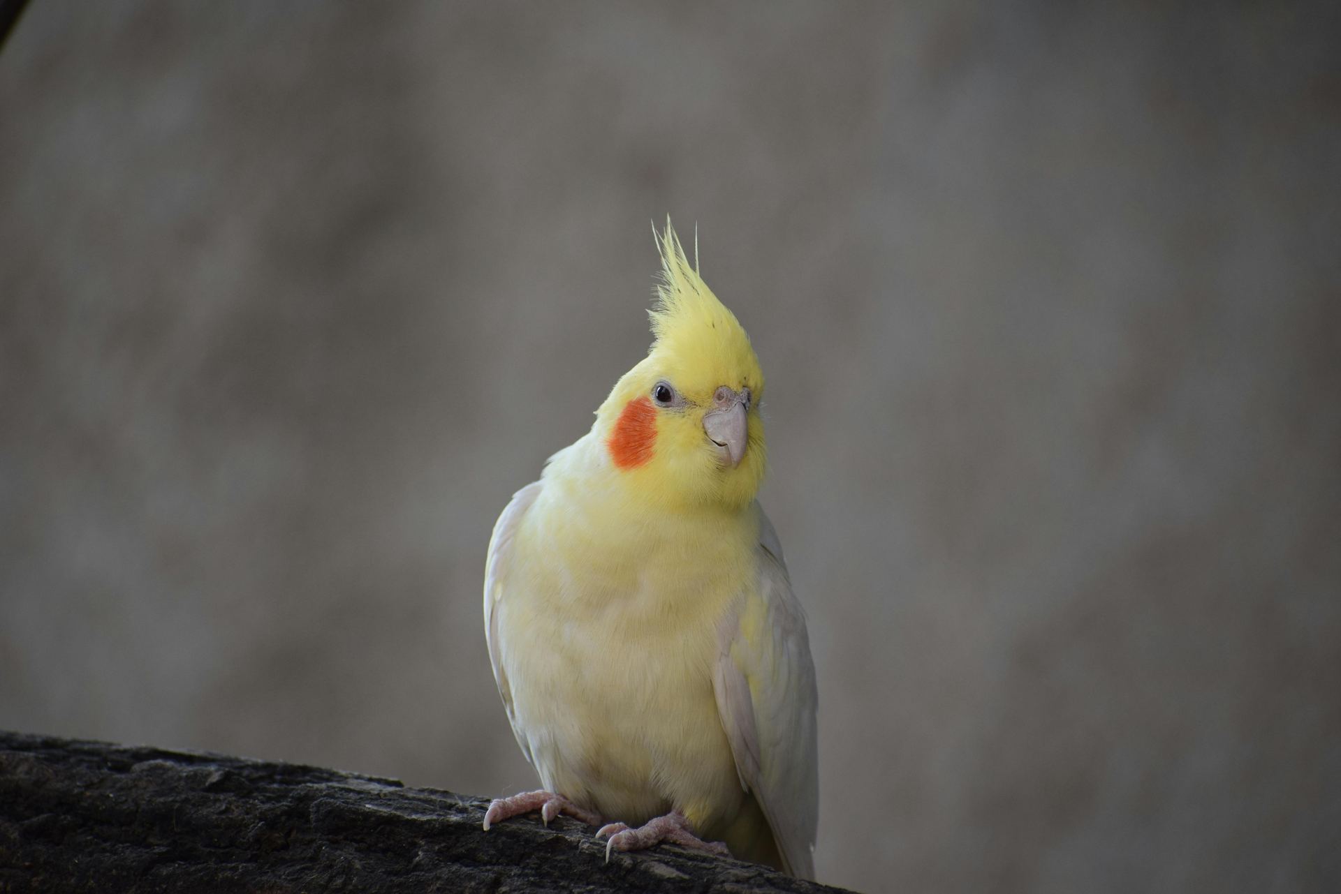 Cockatiel | Lutino for sale in Junagadh
