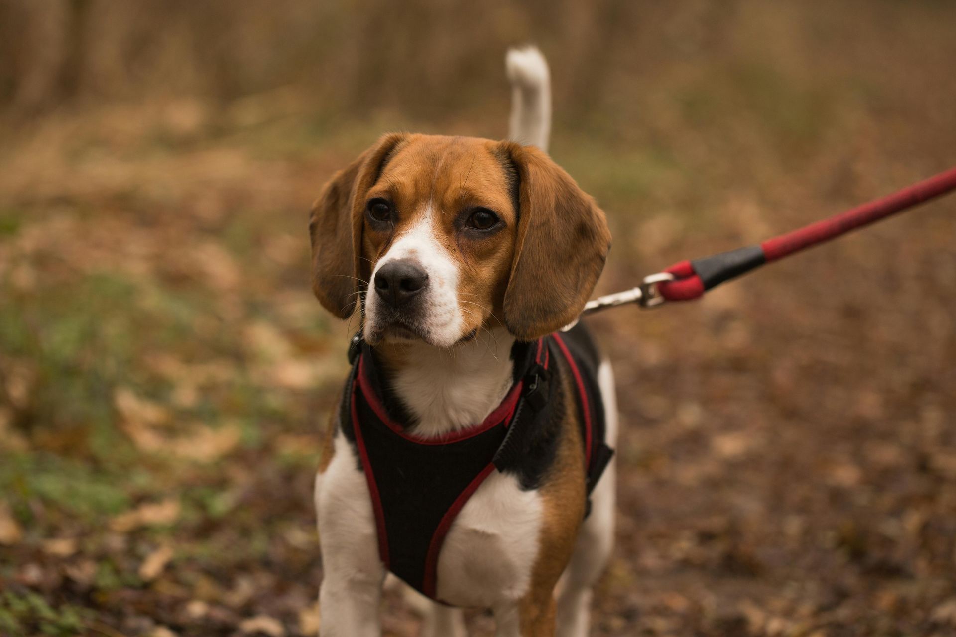 Beagle | Lemon & White | Puppy available in Tapi