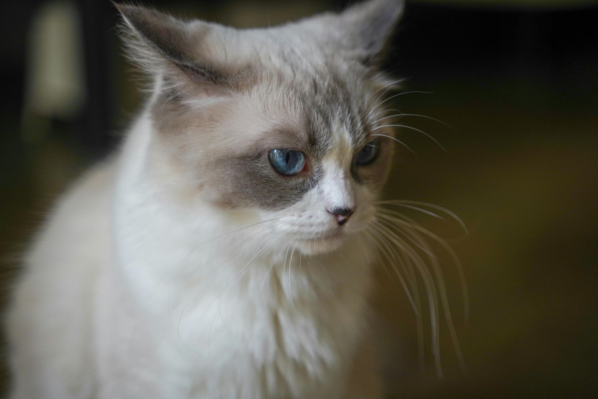Buy Ragdoll Kittens in Dangs