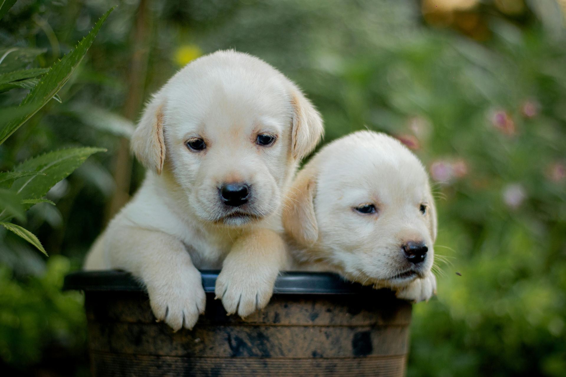 Labrador Retriever Puppy | White Color for sale in Dangs