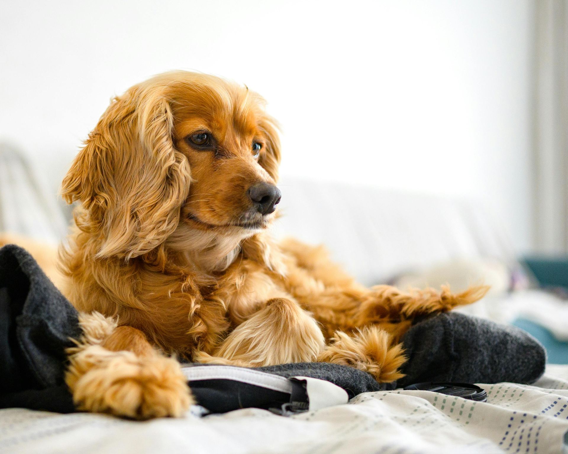Cocker Spaniel Puppy | Golden Color for sale in Tapi