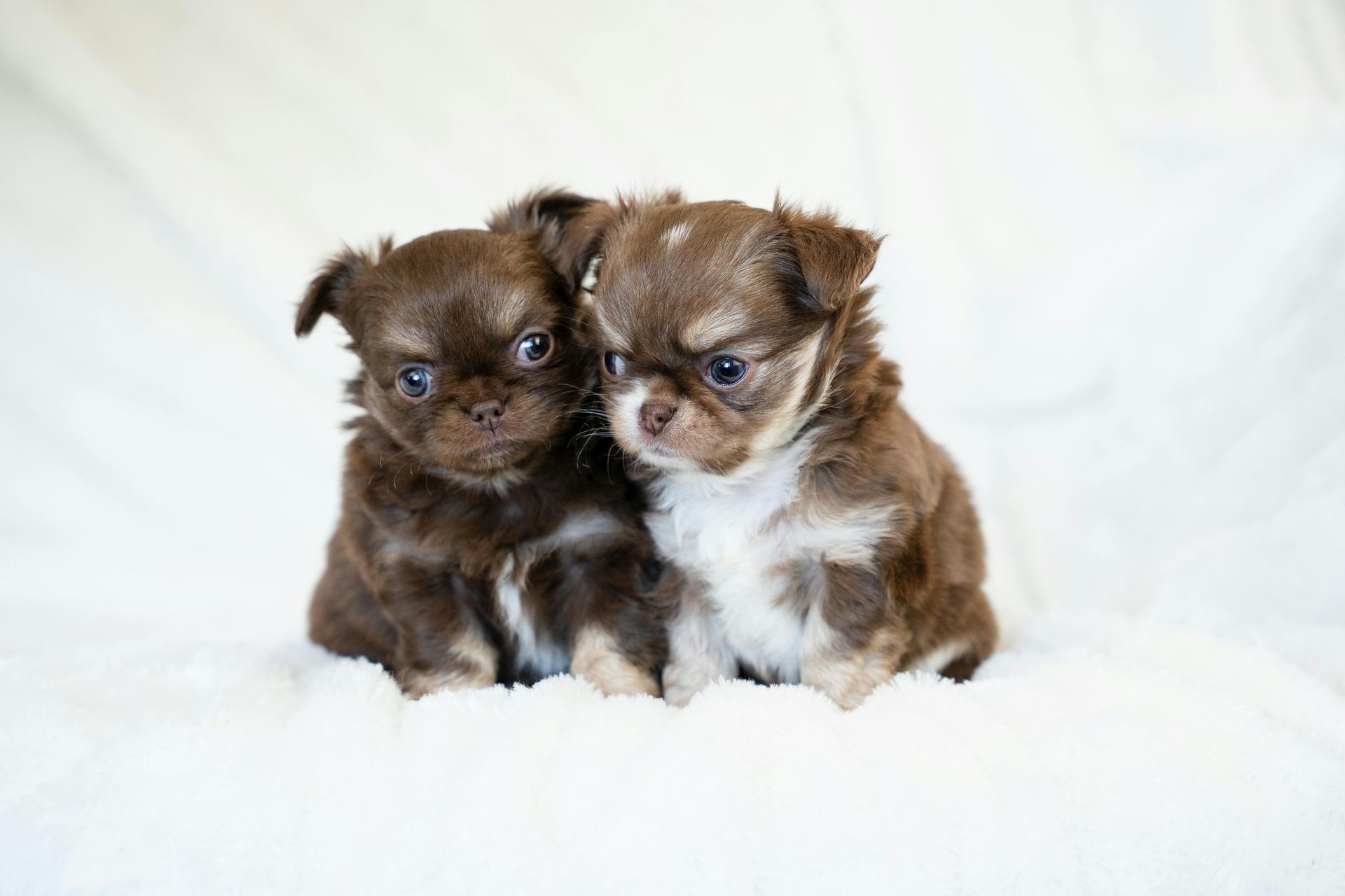 Chihuahua Puppy for sale in Dangs