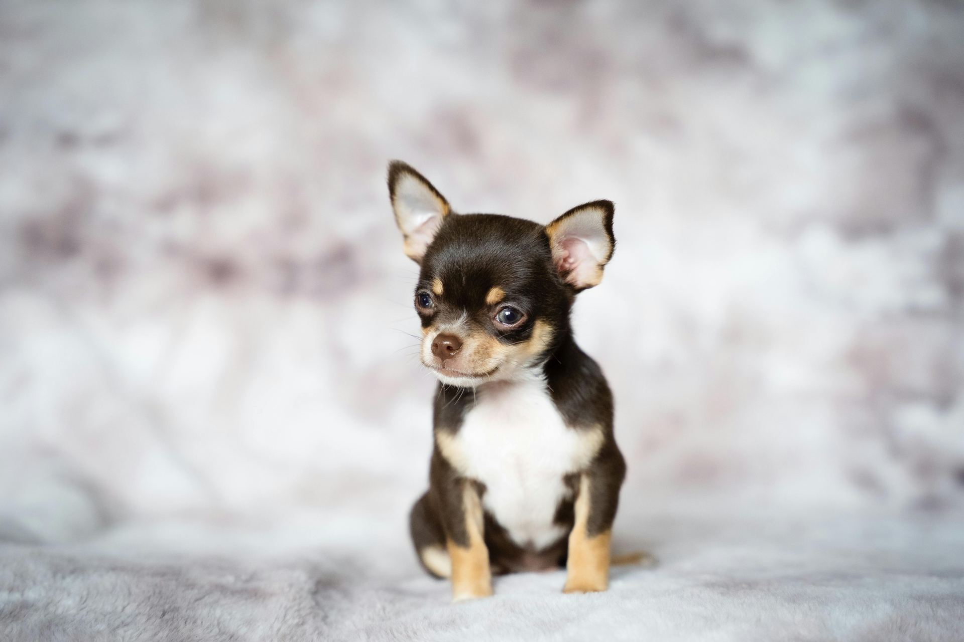 Chihuahua Puppy dog in Dangs
