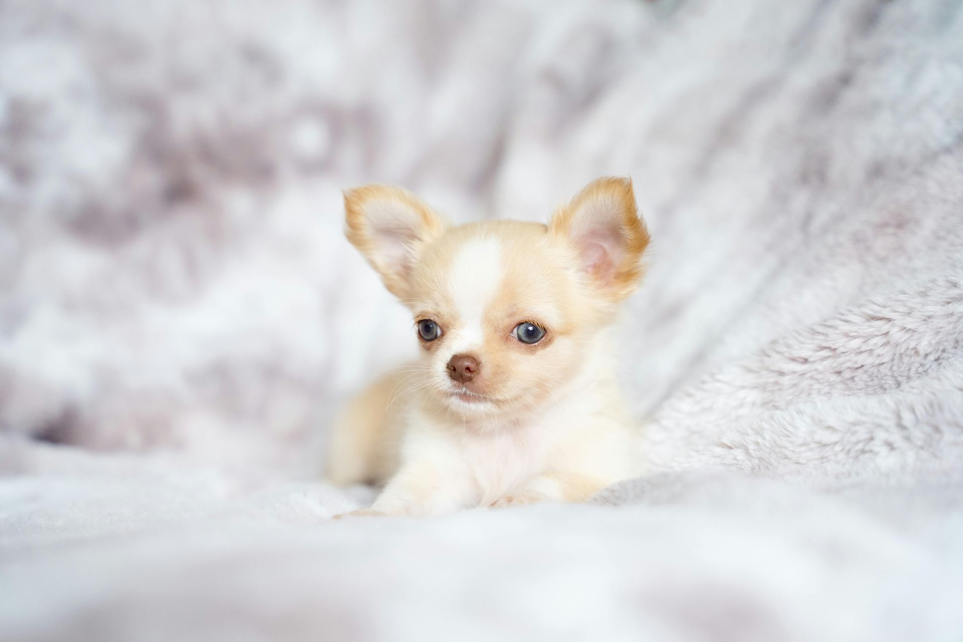 Chihuahua Puppy available in Dangs