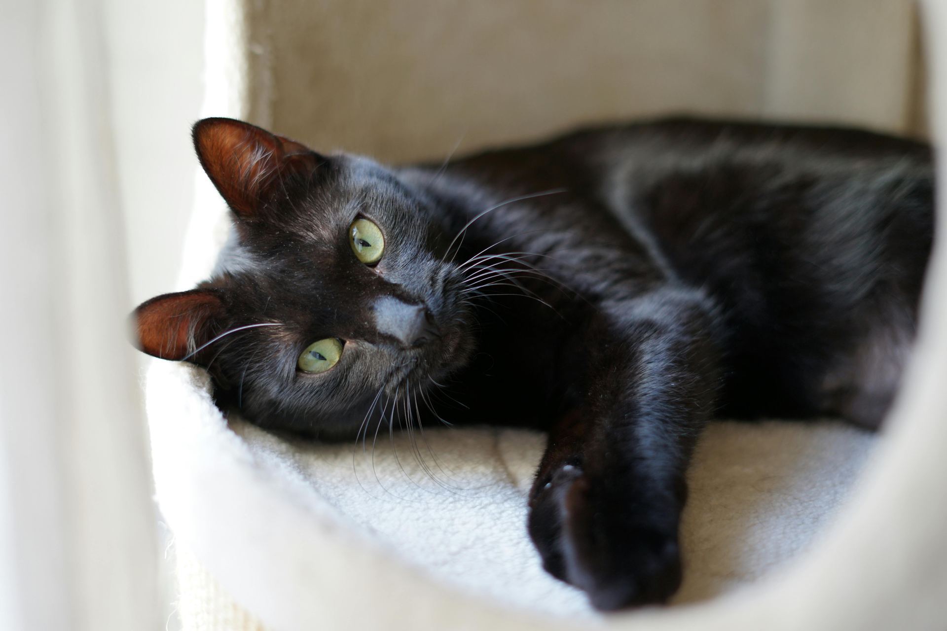 Buy Bombay Kittens in Tapi