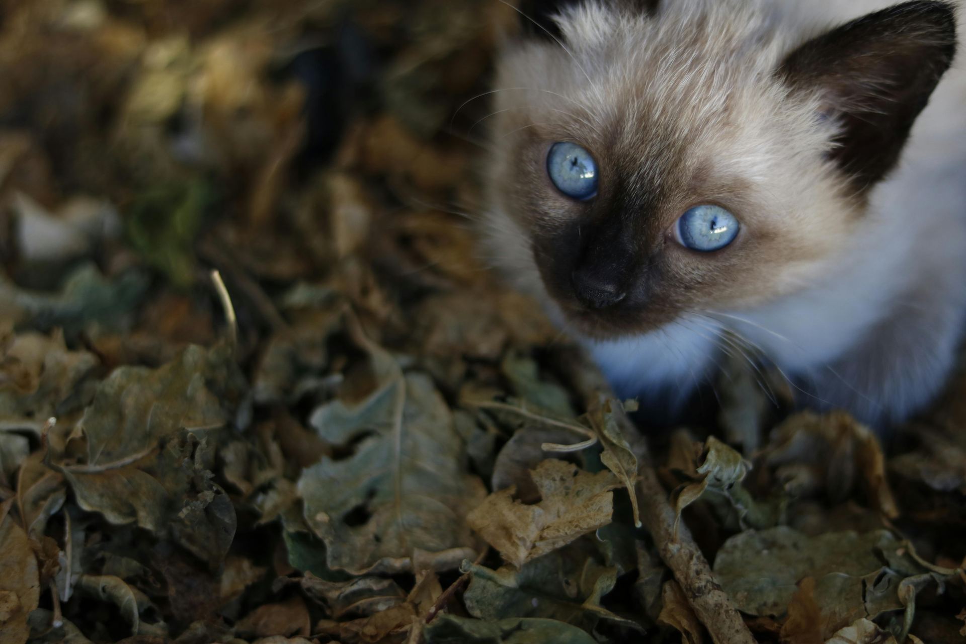 Siamese Kitten for sale in Tapi