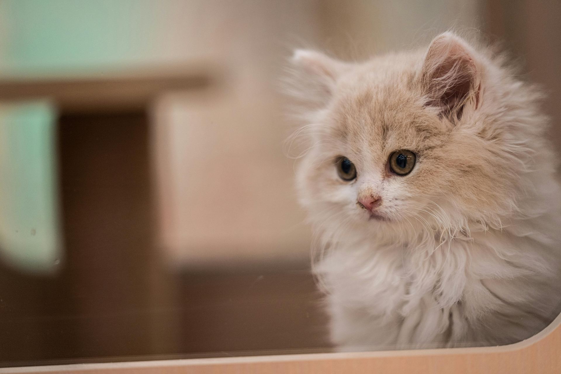 Buy Doll Face Persian Kitten in Tapi