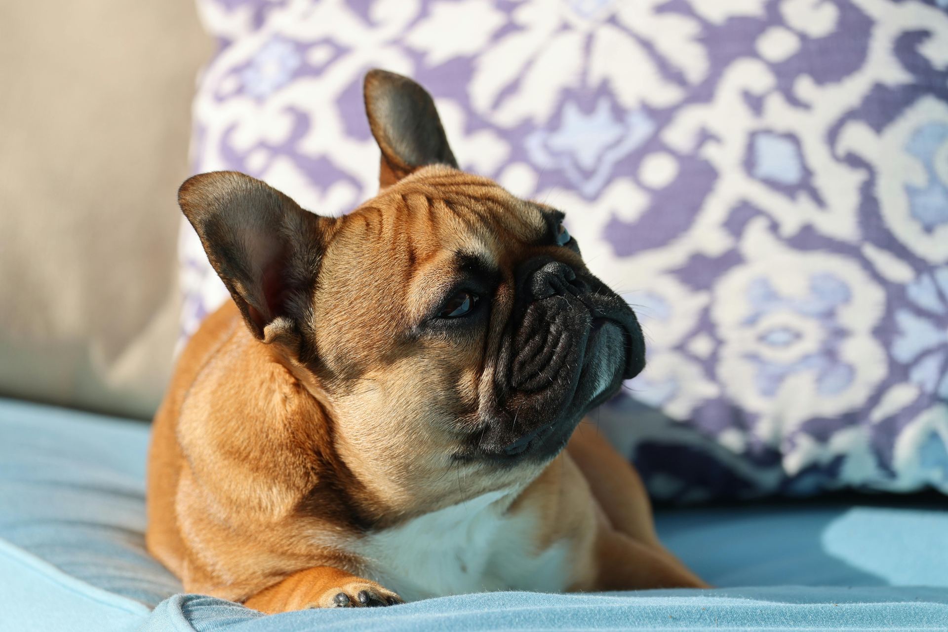 French Bulldog Puppy | Fawn for sale in Devbhumi Dwarka