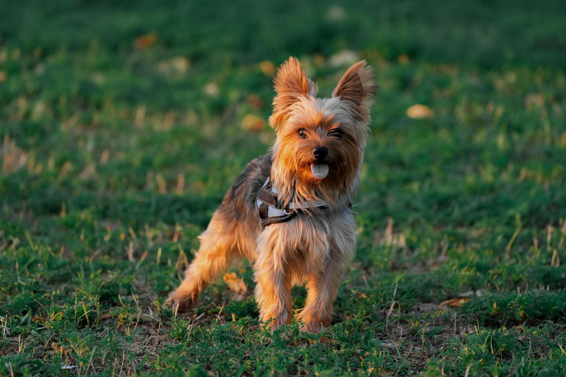 Yorkshire Terrier Puppy available in Botad