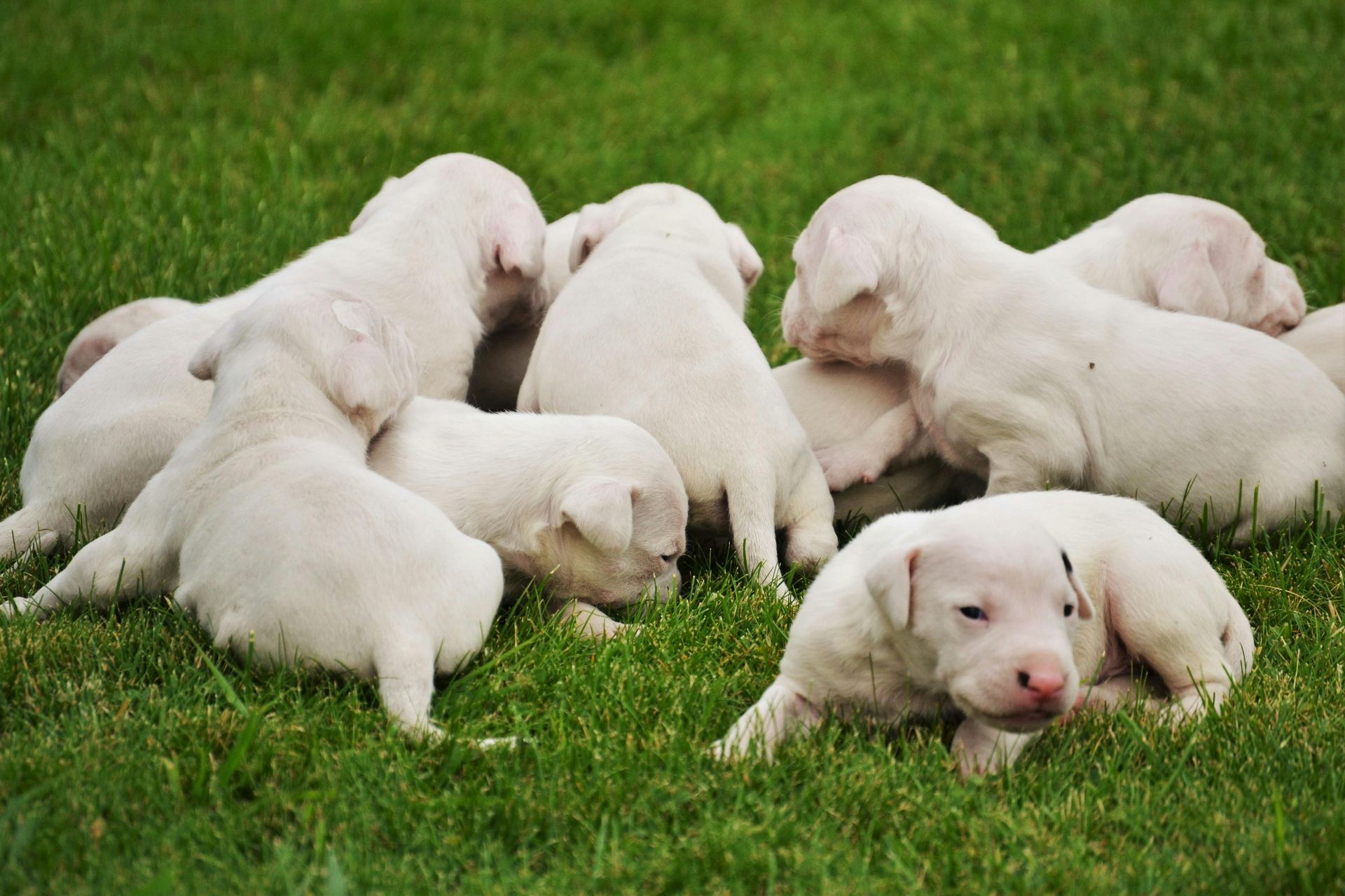 Dogo Argentino Puppy dog in Tapi
