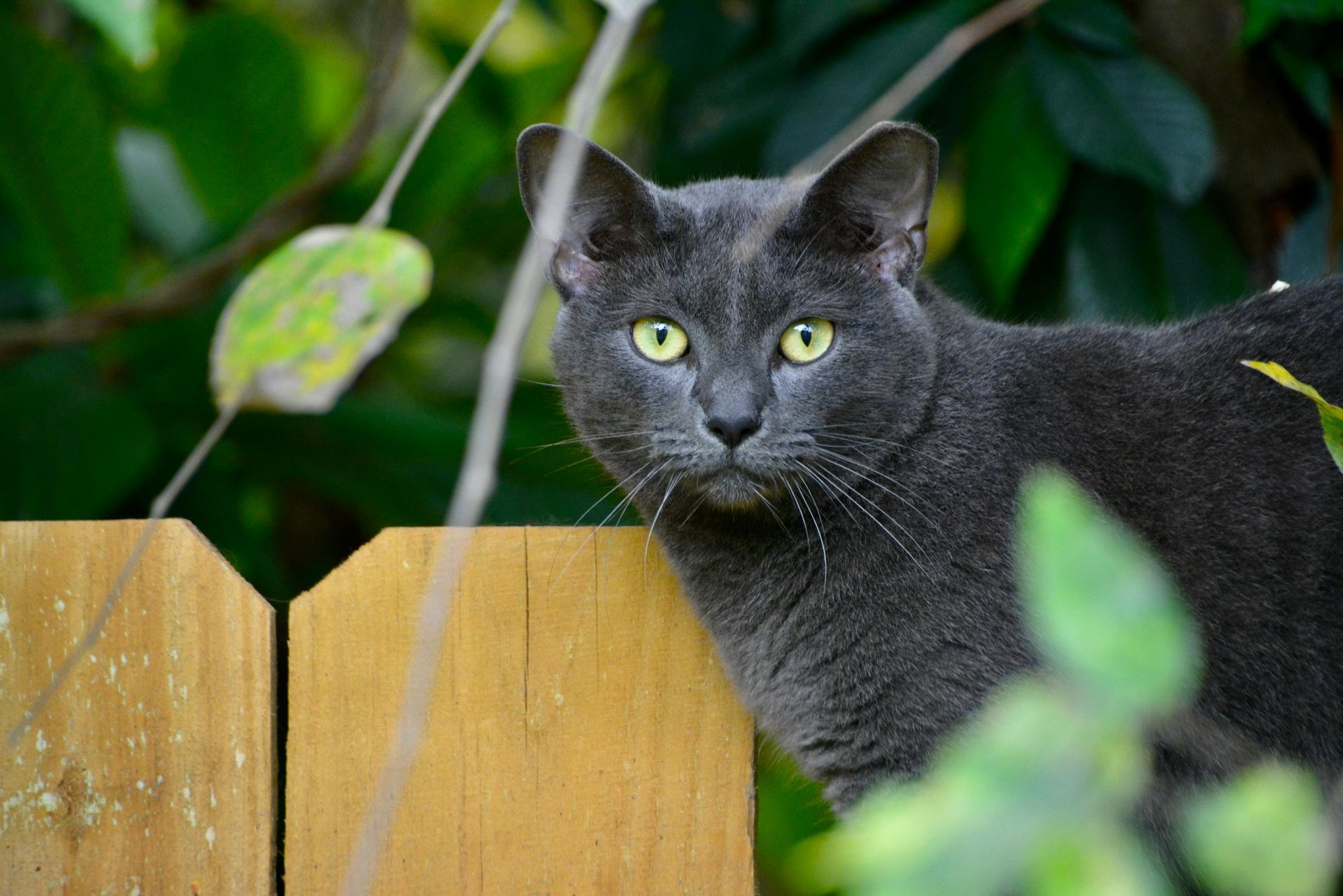 Buy Russian Blue Kitten in Tapi