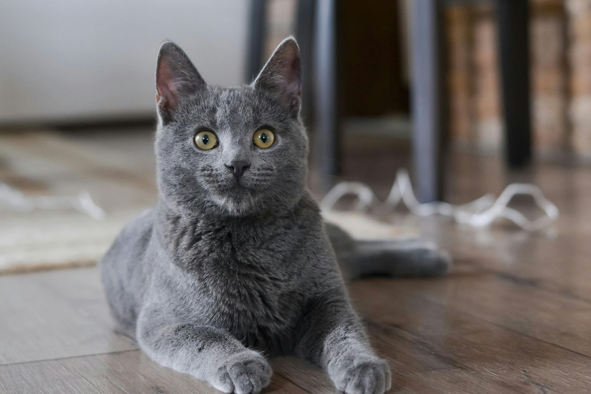 Russian Blue Kitten for sale in Tapi