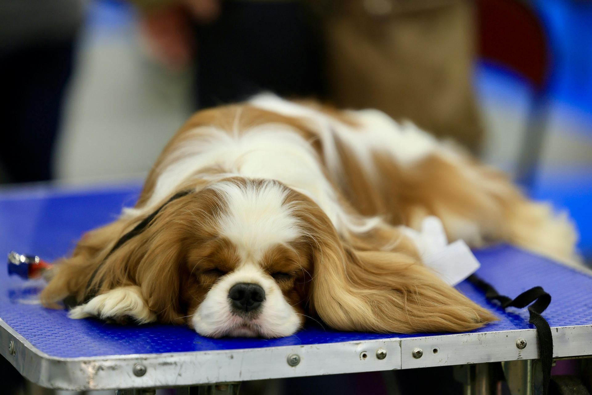 Cavalier King Charles Spaniel Puppy for sale in Tapi