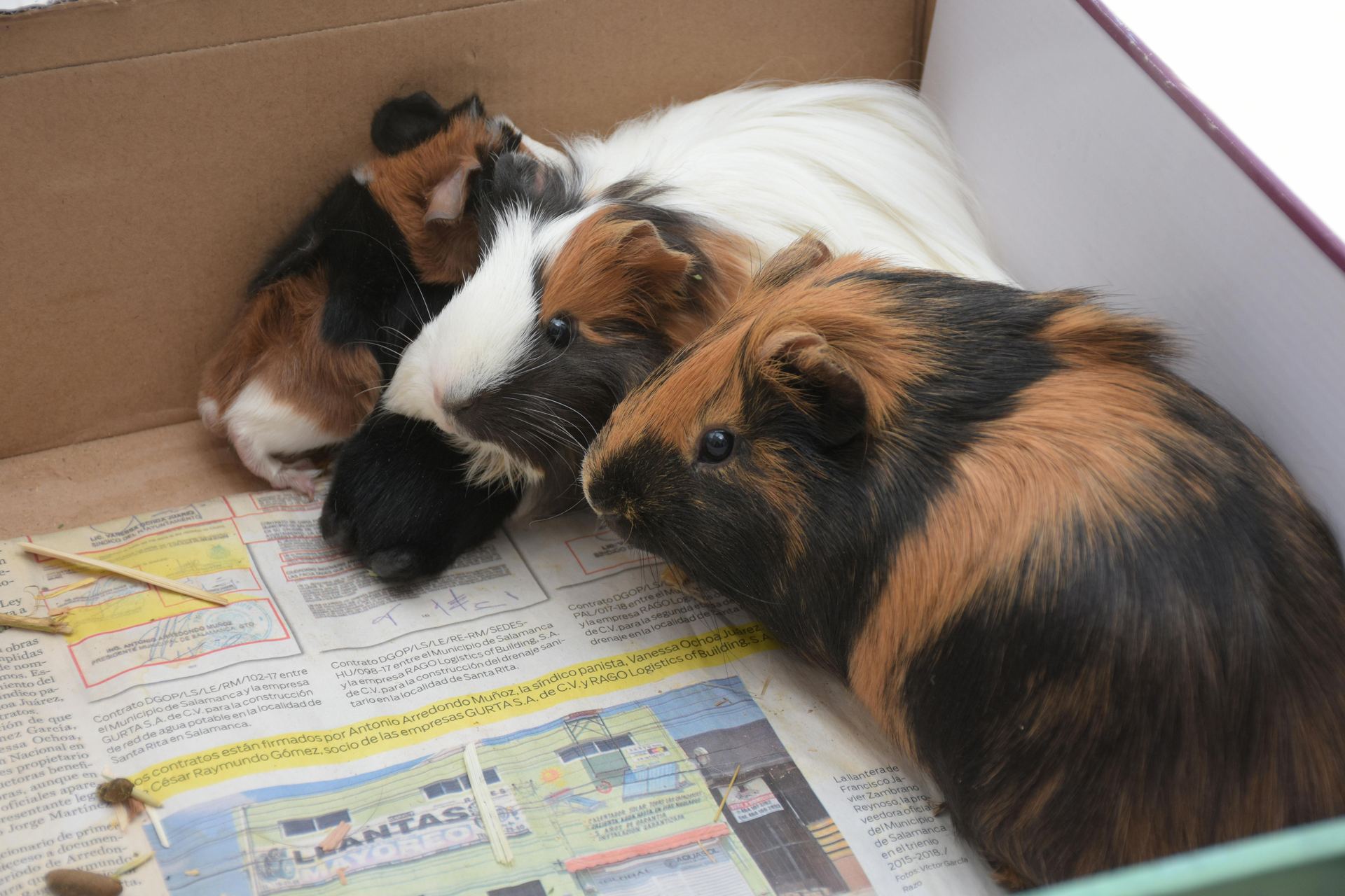 Buy Guinea Pig Babies in Balod