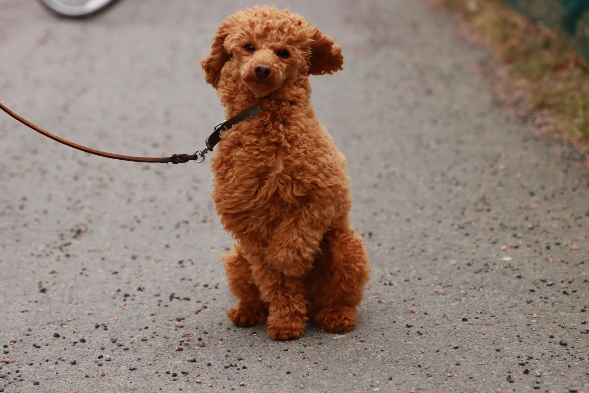 Toy Poodle Puppy available in Tapi