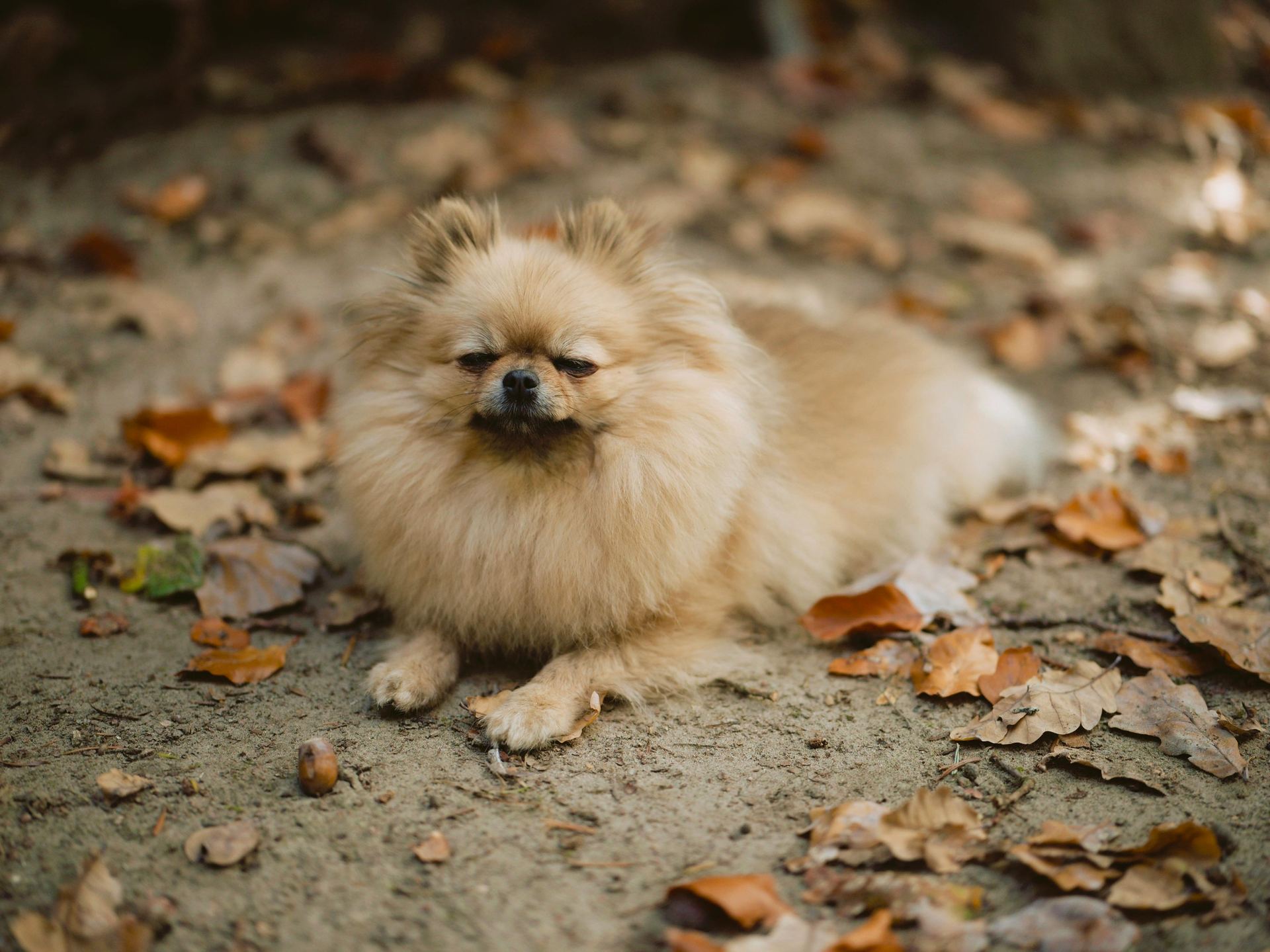 Culture Pom Puppy | Orange Color for sale in Dangs