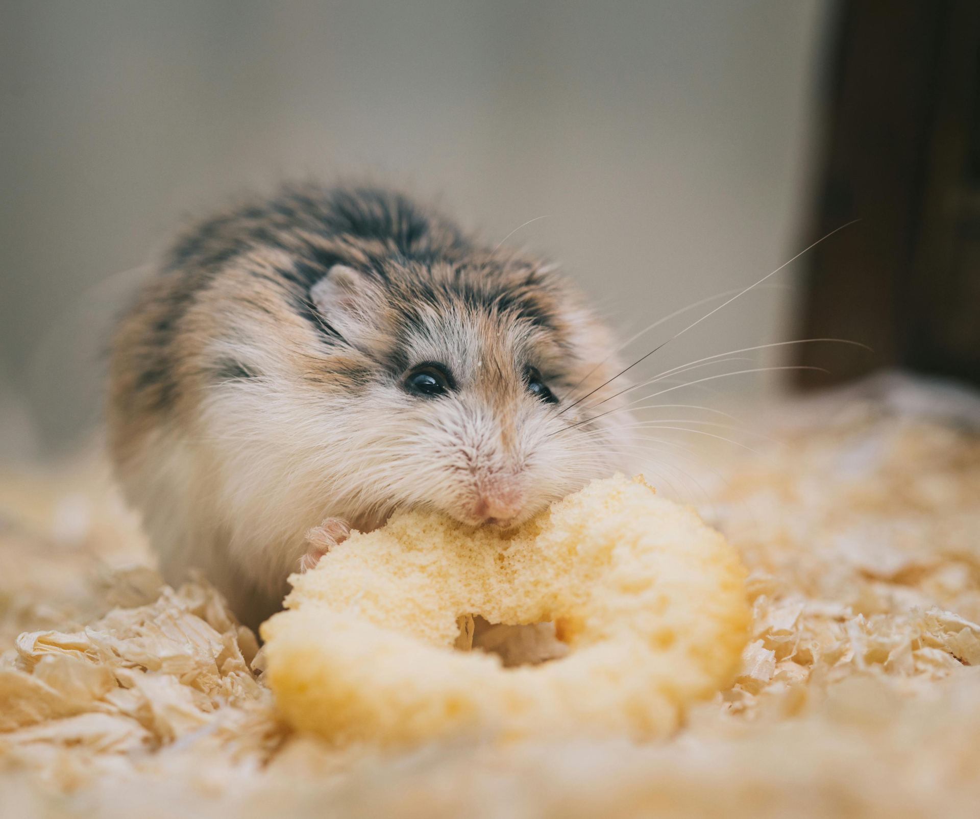 Buy Hamsters in Bastar
