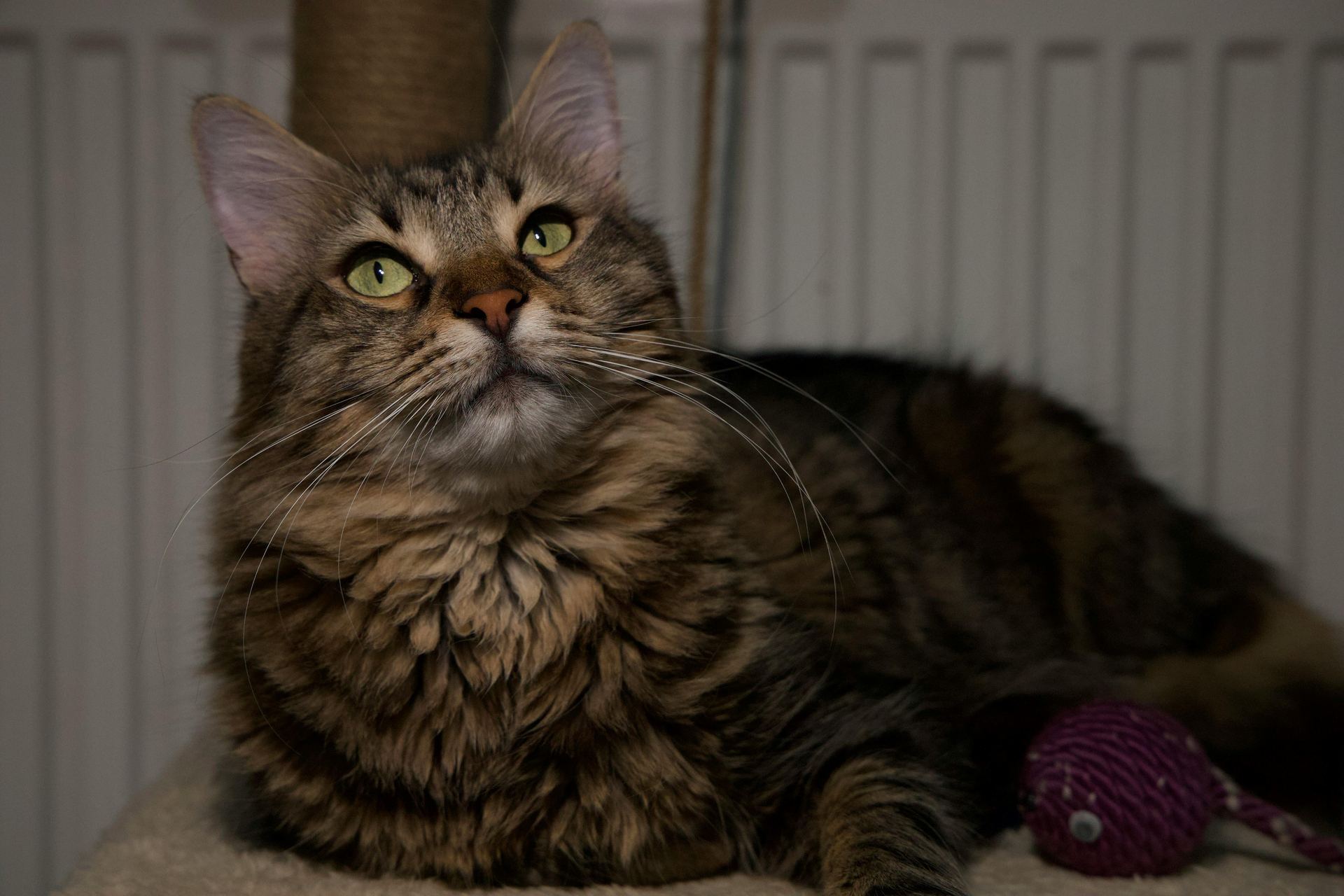 Maine Coon Kitten kitten available in Tapi