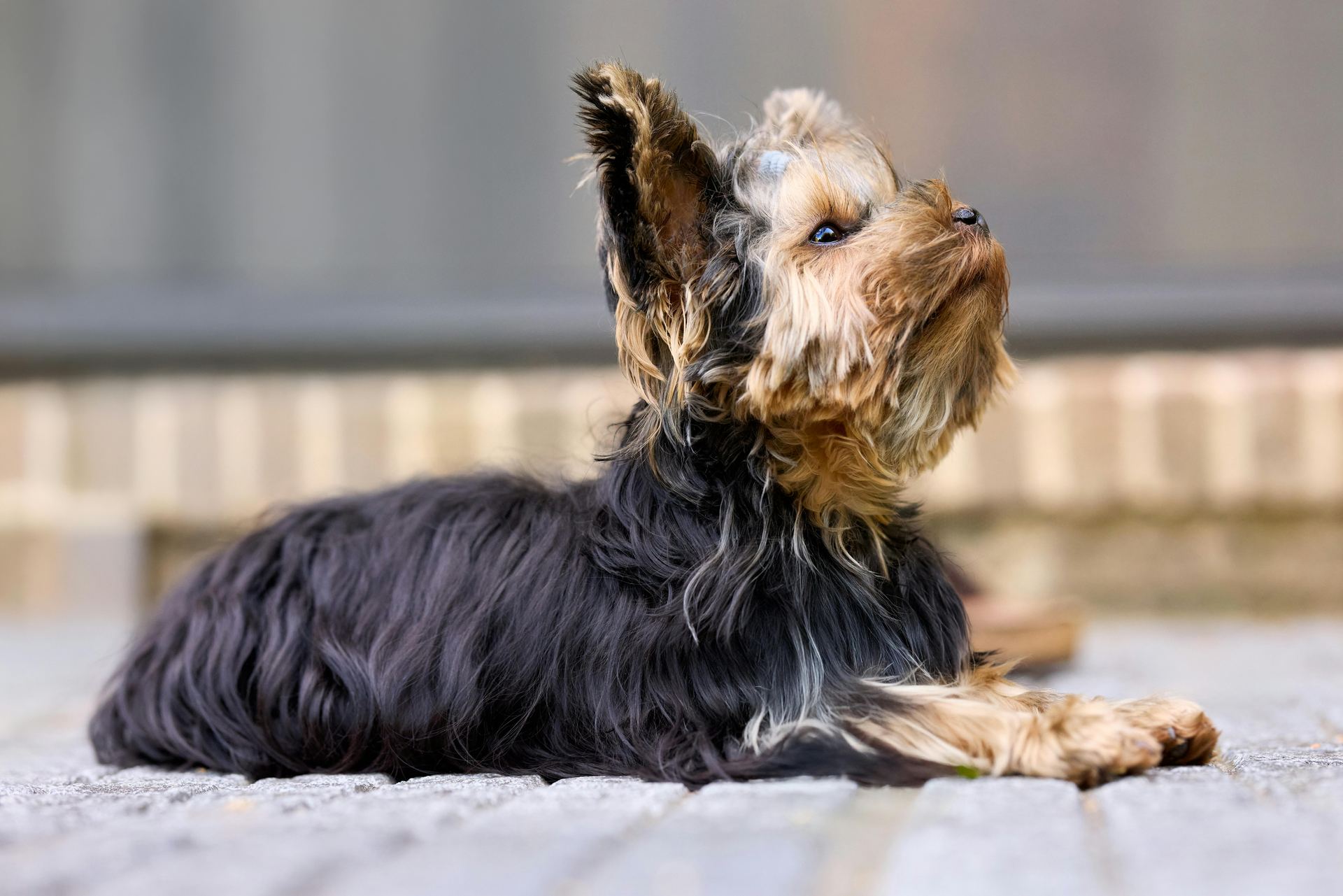 Yorkshire Terrier Puppy puppy in Botad